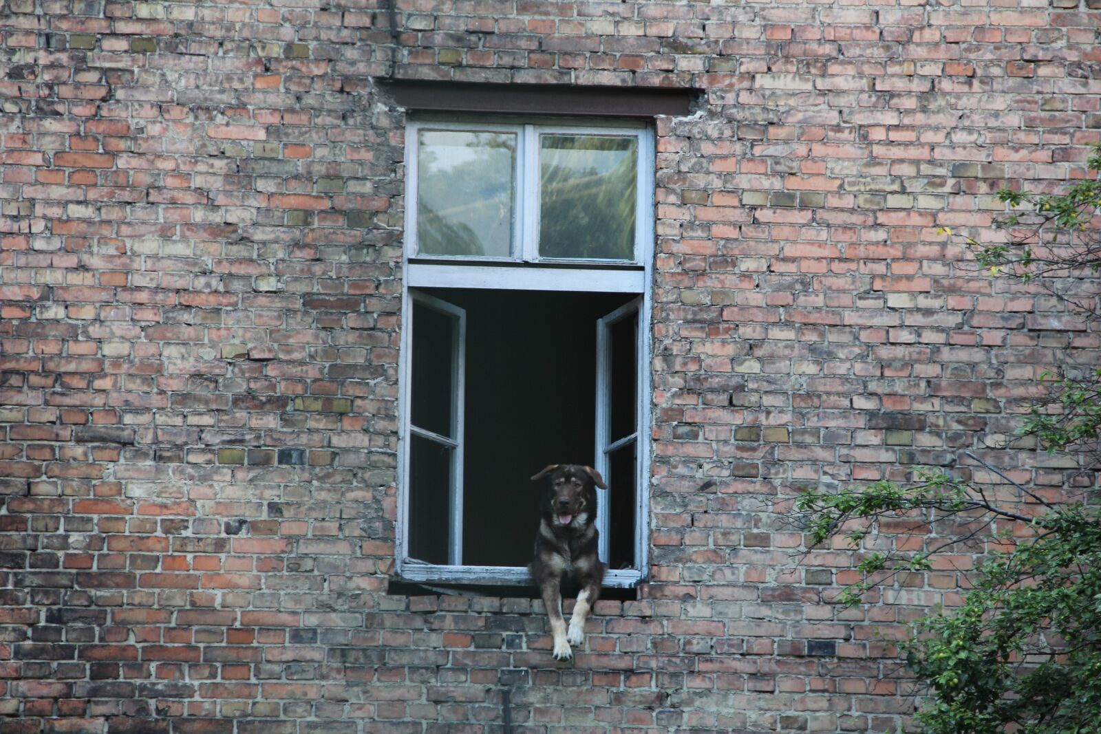 Canon EF-S 18-135mm F3.5-5.6 IS sample photo. Dog, window, kamienica photography