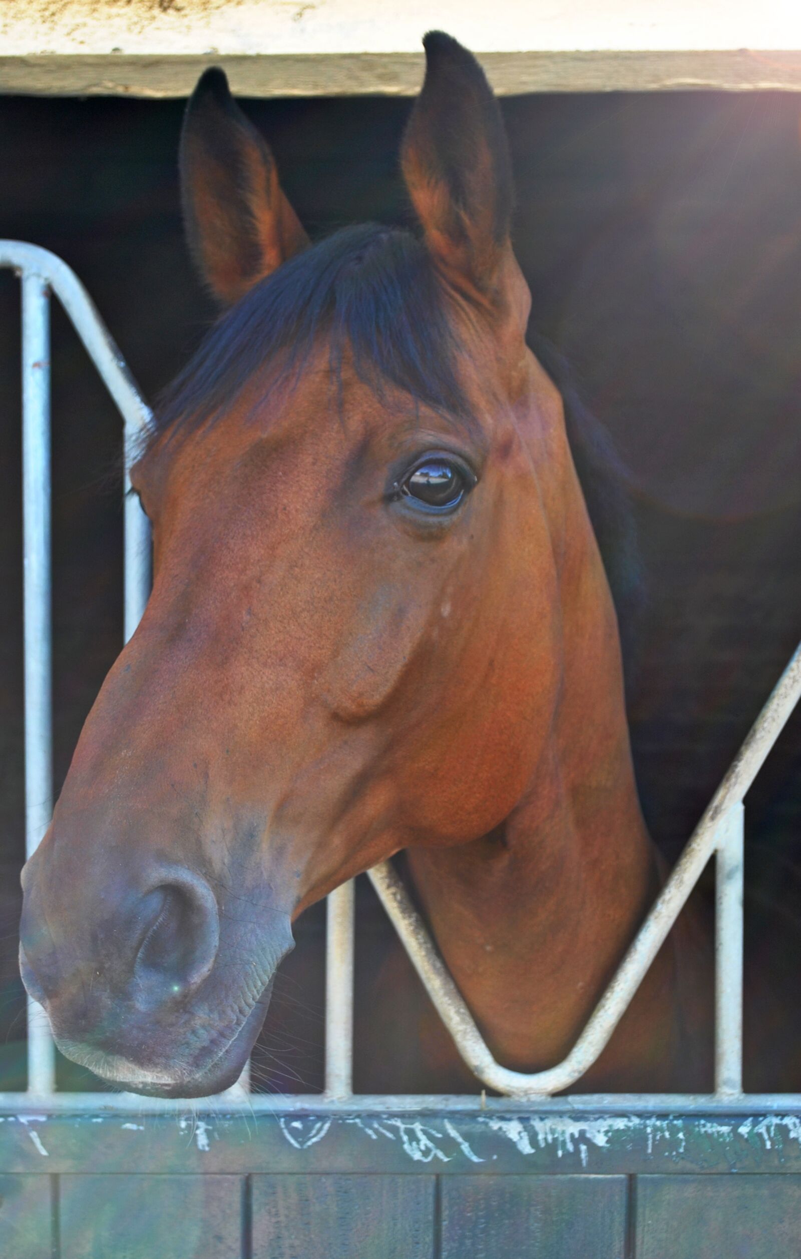 Nikon D3000 sample photo. Ipodrom, horses, races photography