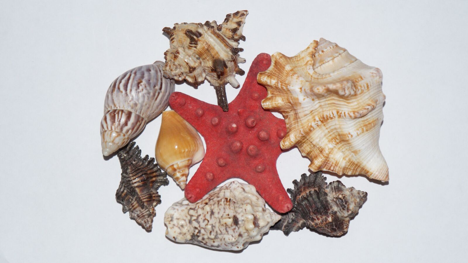Sony Alpha a3000 sample photo. Mussels, starfish, nature photography