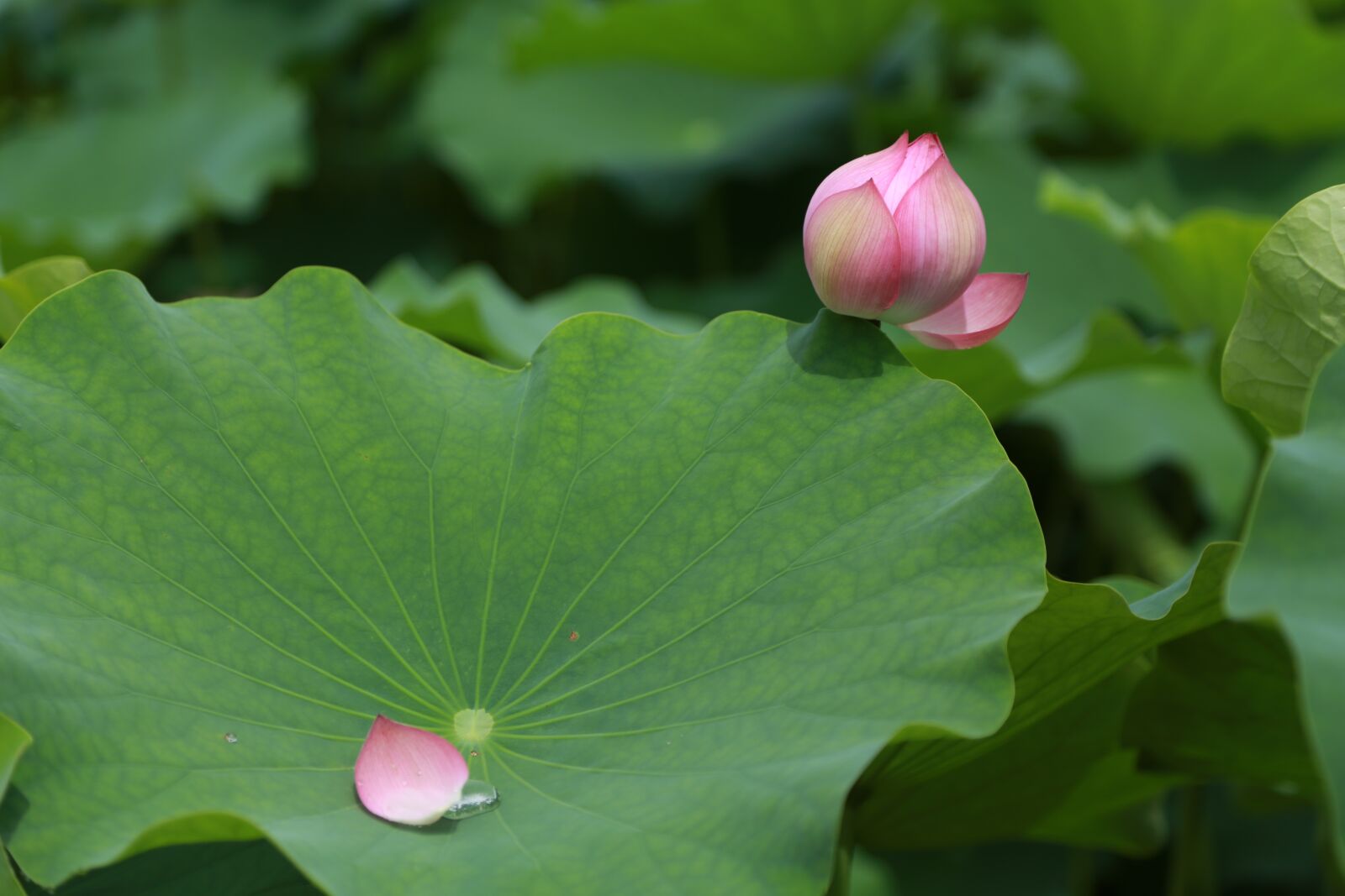 Canon EOS 6D + Canon EF 24-105mm F4L IS USM sample photo. Kite, lotus, water lilies photography