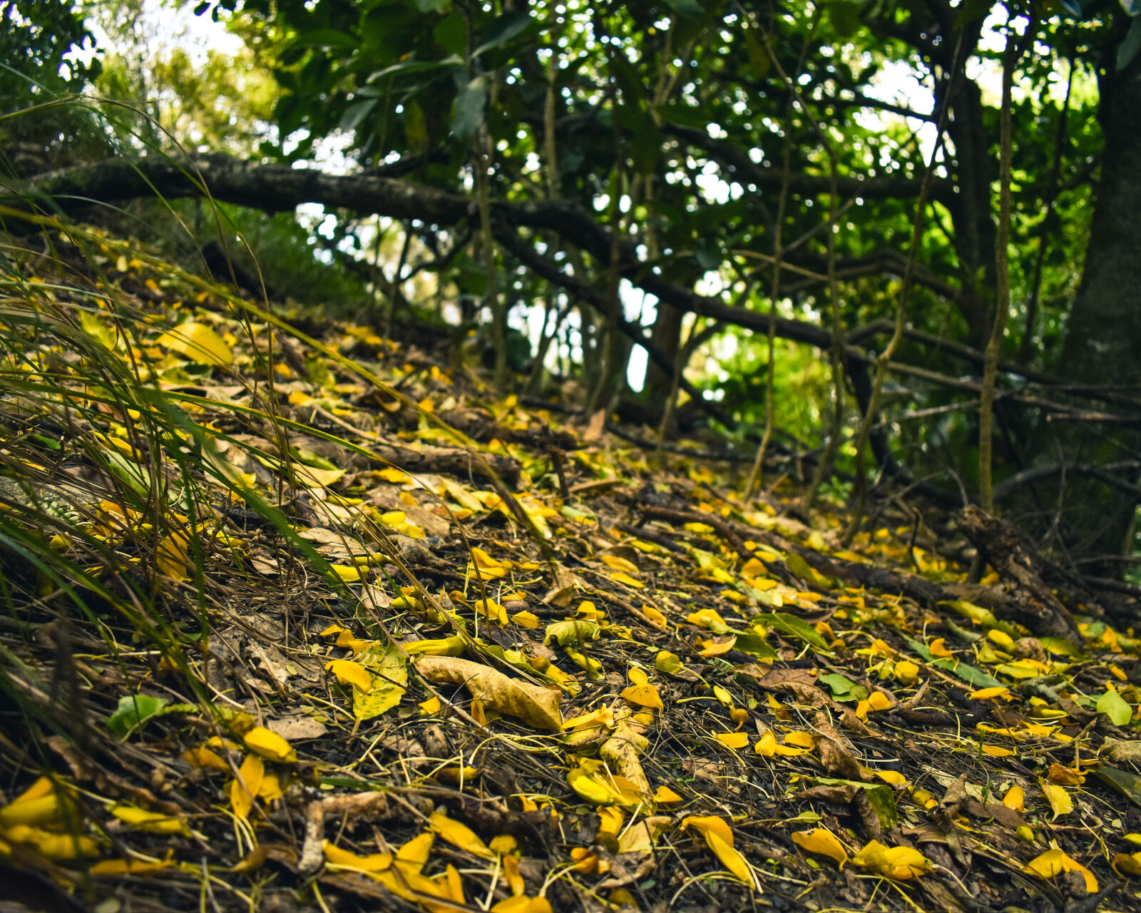 Nikon D3400 sample photo. Green, mothernature, nikon, plants photography