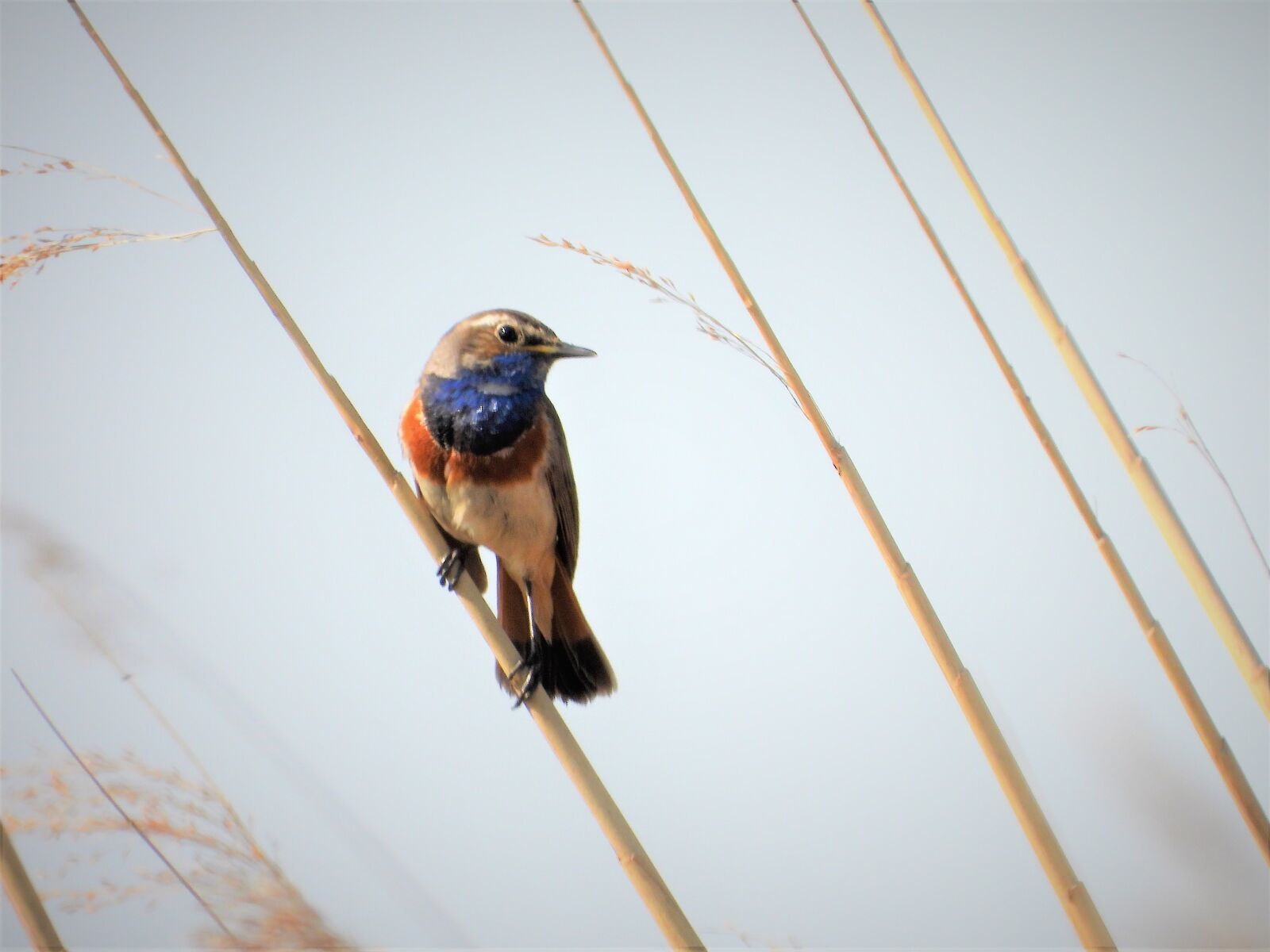 Nikon Coolpix P1000 sample photo. Bluethroat, songbird, summer guest photography