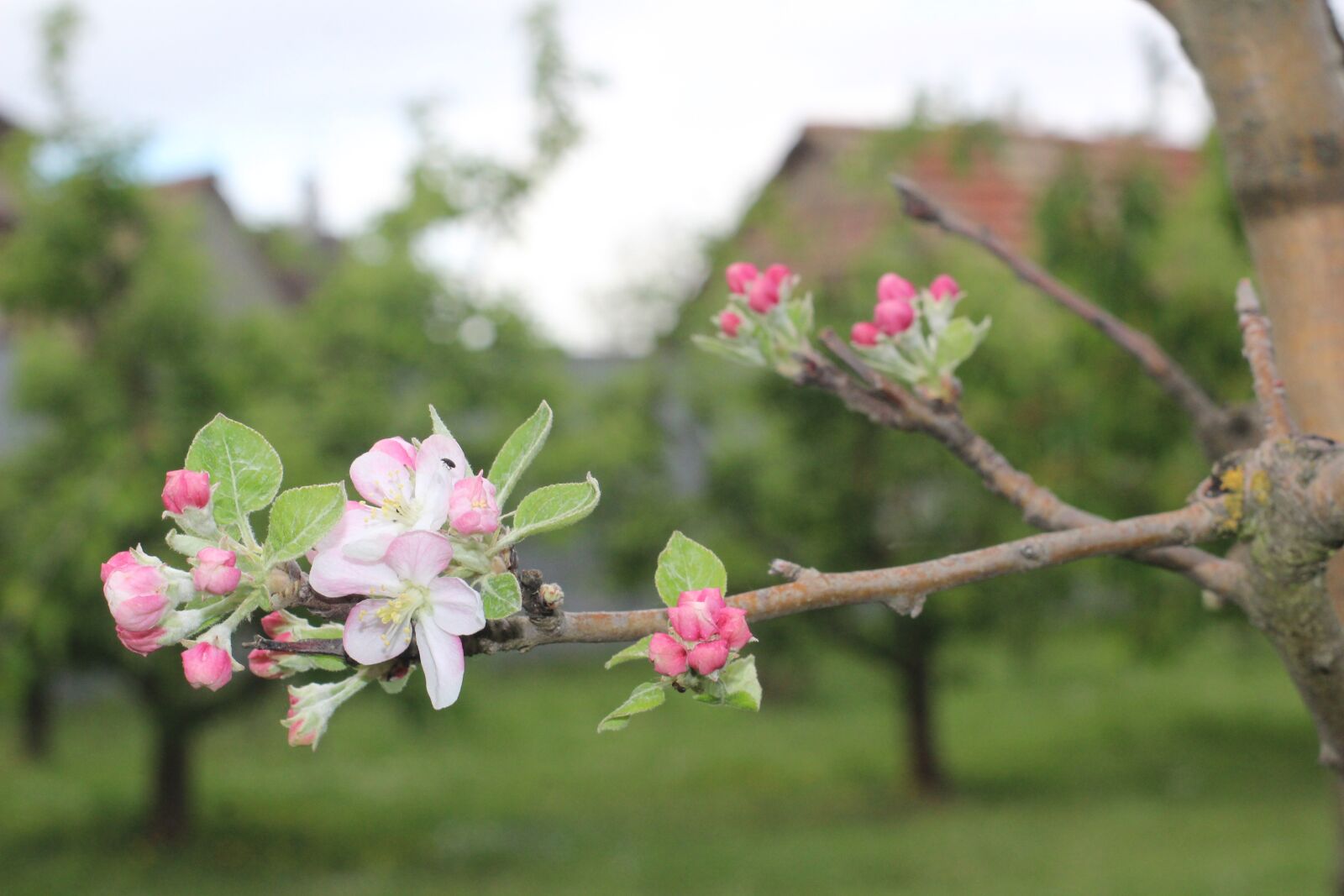 Canon EOS 1200D (EOS Rebel T5 / EOS Kiss X70 / EOS Hi) sample photo. Flower, apple, outbreak photography