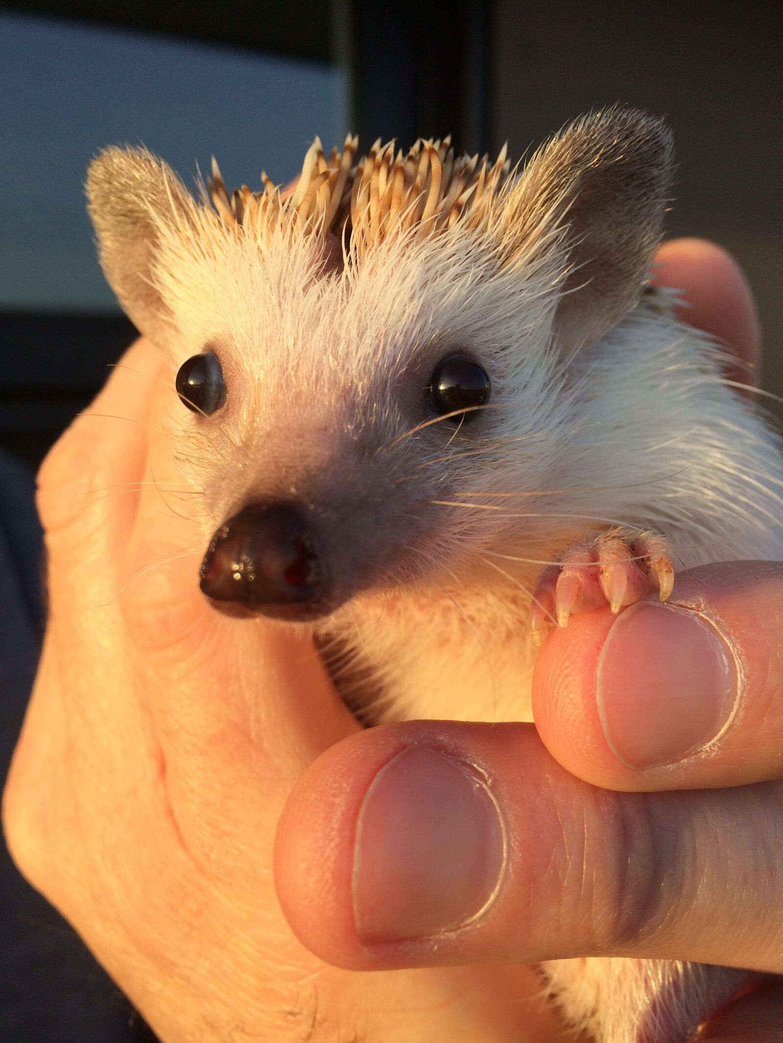 iPhone 5s back camera 4.15mm f/2.2 sample photo. Hedgehog, pet, cute photography