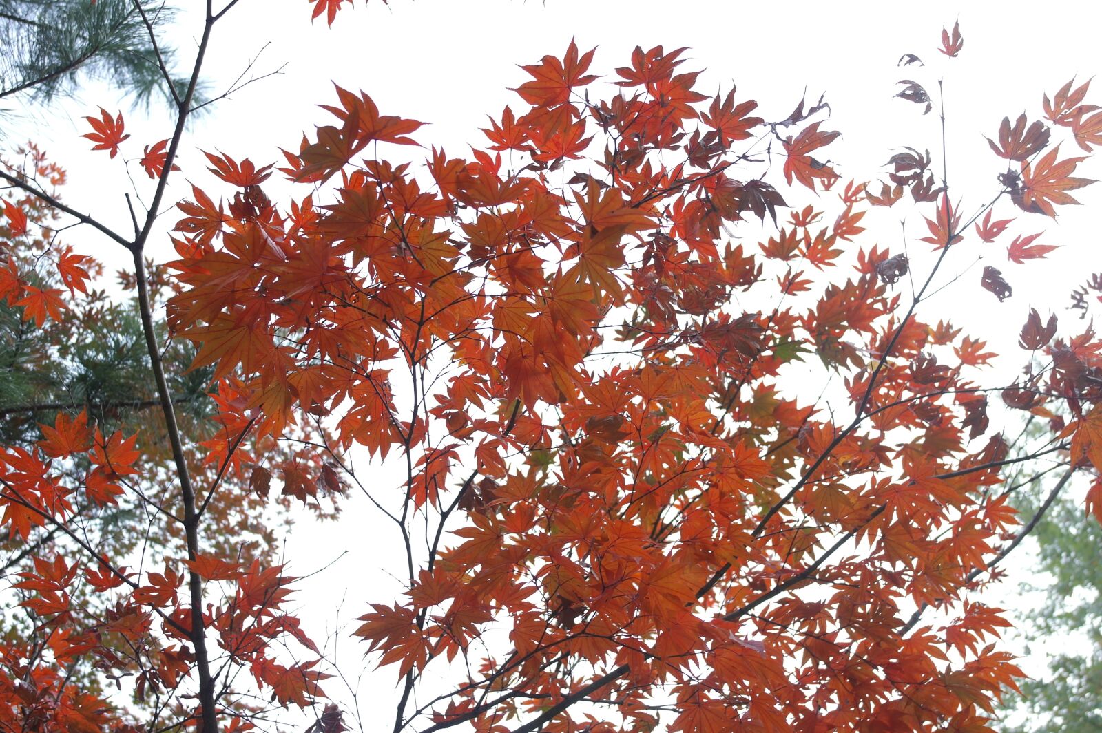 Samsung NX100 sample photo. 가을, 단풍, autumn photography