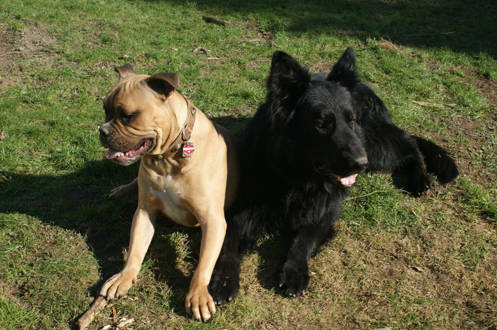 Sony Alpha DSLR-A350 sample photo. Dog, bulldog, old german photography