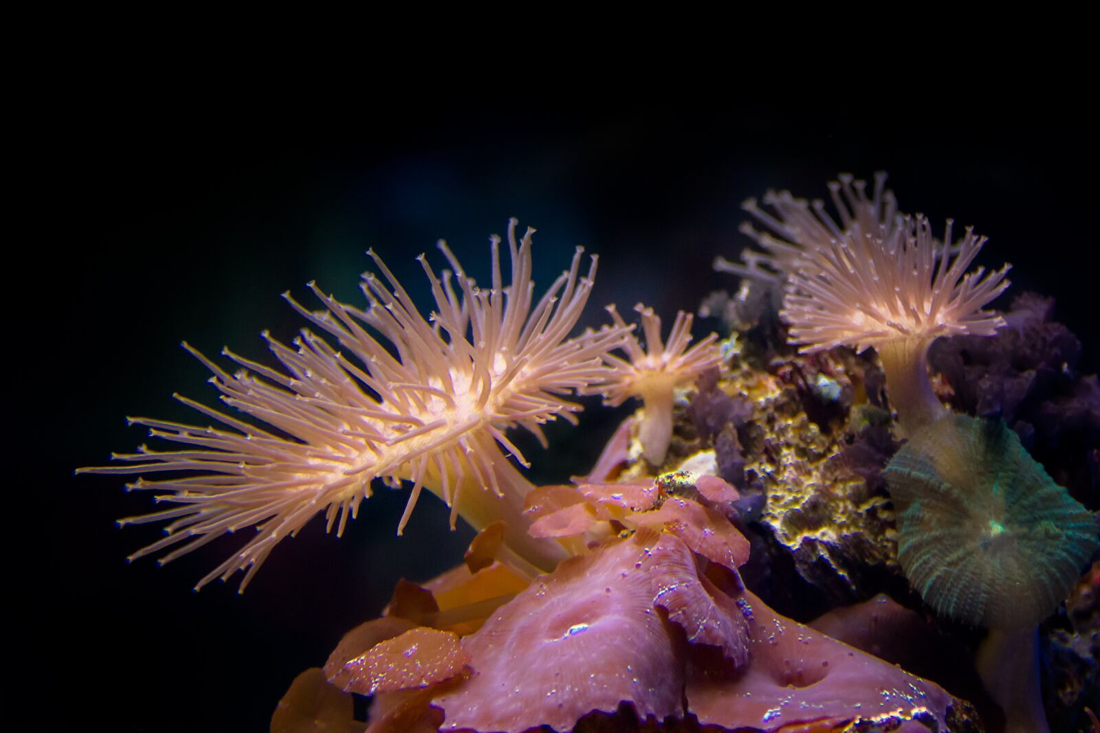 Canon EOS 550D (EOS Rebel T2i / EOS Kiss X4) sample photo. Coral, underwater, diving photography