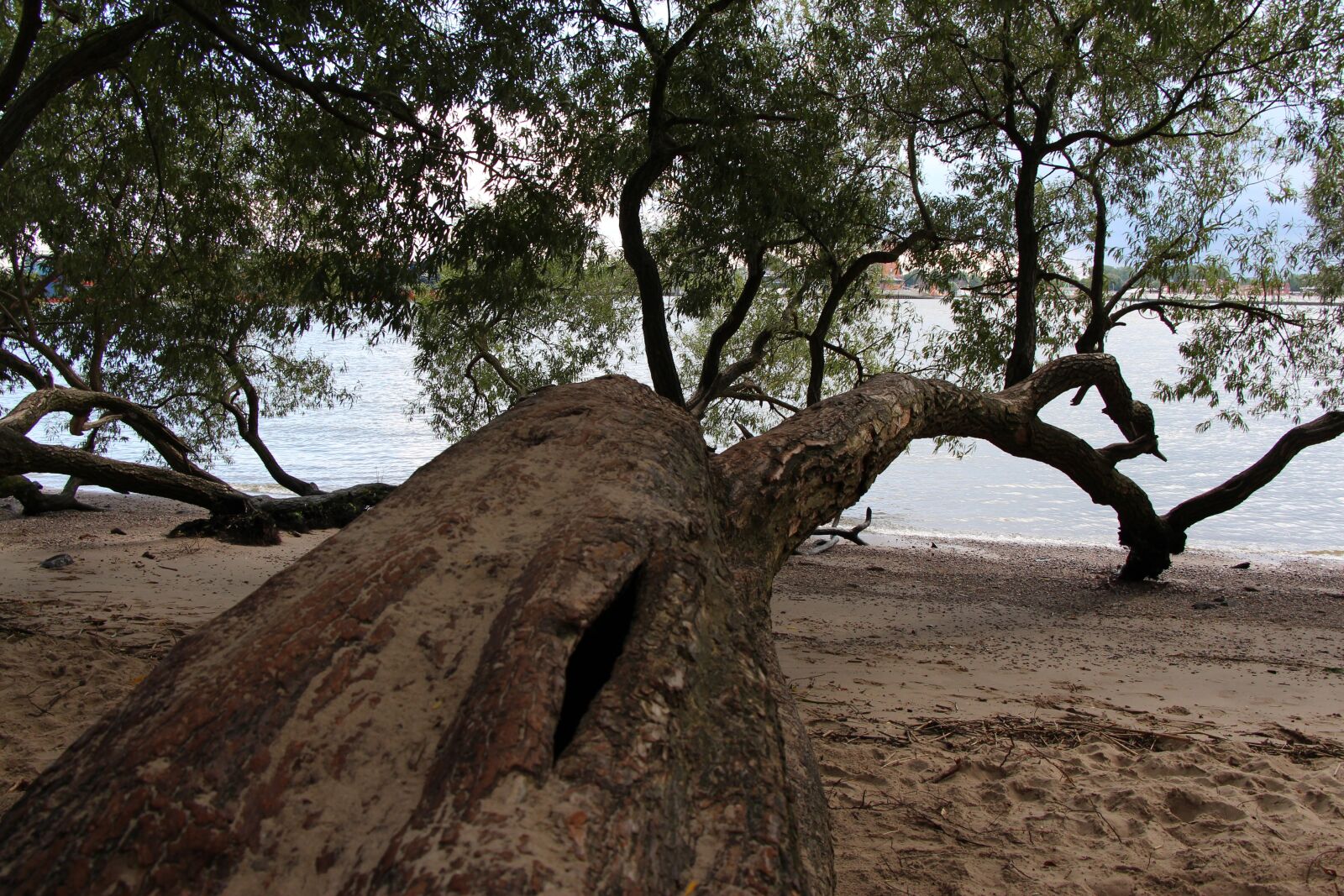 Canon EOS 650D (EOS Rebel T4i / EOS Kiss X6i) sample photo. Tree, beach, elbe photography