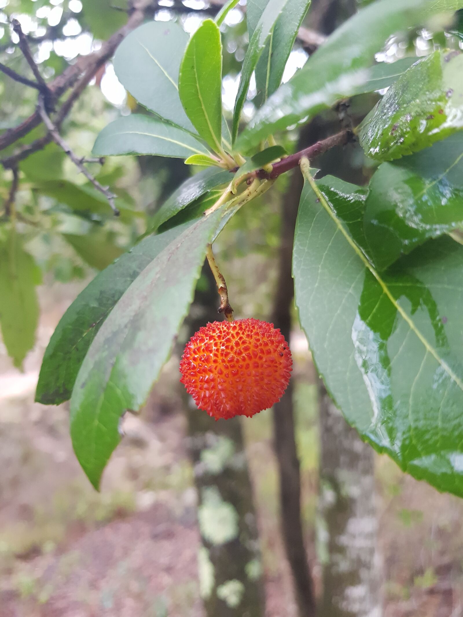 Samsung Galaxy S8 sample photo. Arbutus unedo, arbutus, strawberry photography