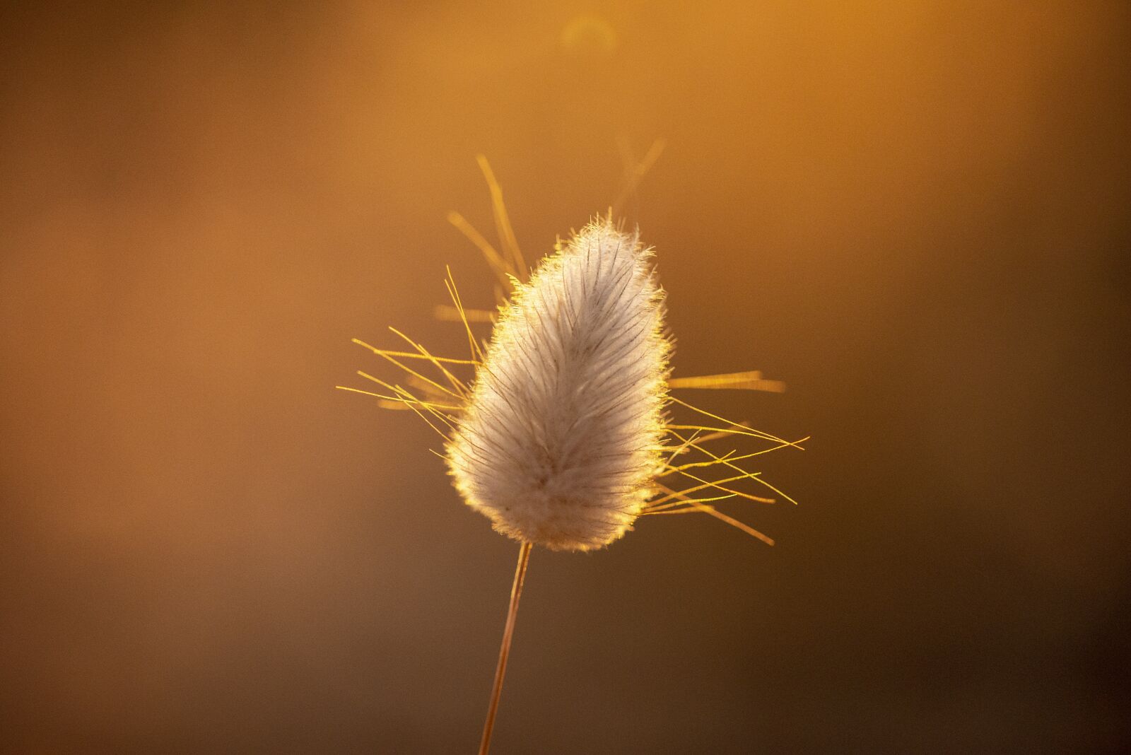 Nikon D600 sample photo. Flower, nature, plant photography