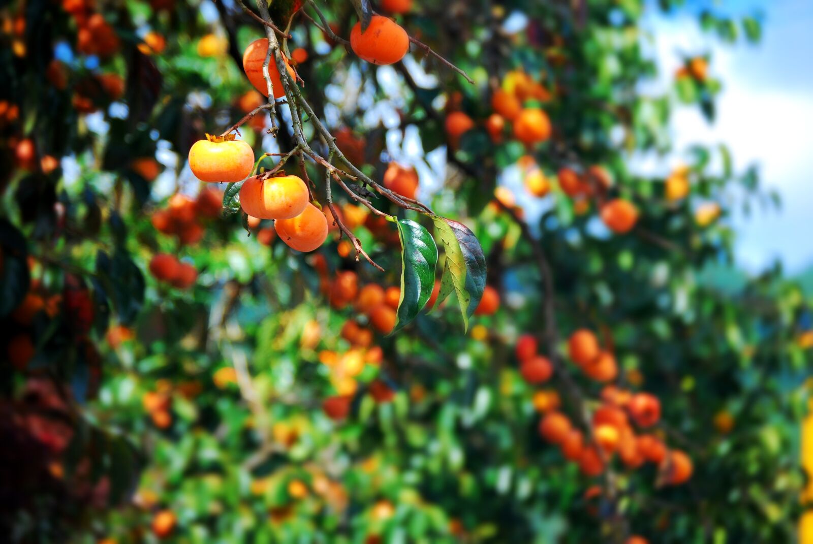 Nikon D60 sample photo. Autumn, fruit, persimmon photography