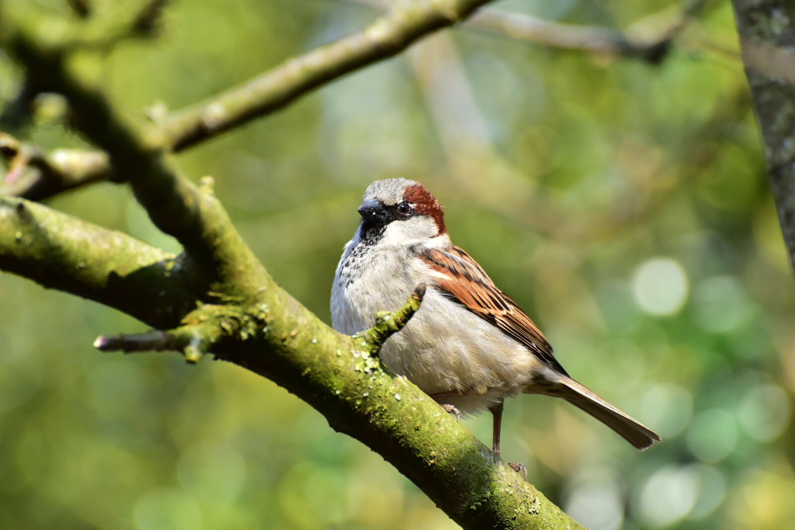 Nikon D750 sample photo. House sparrow, sparrow, bird photography