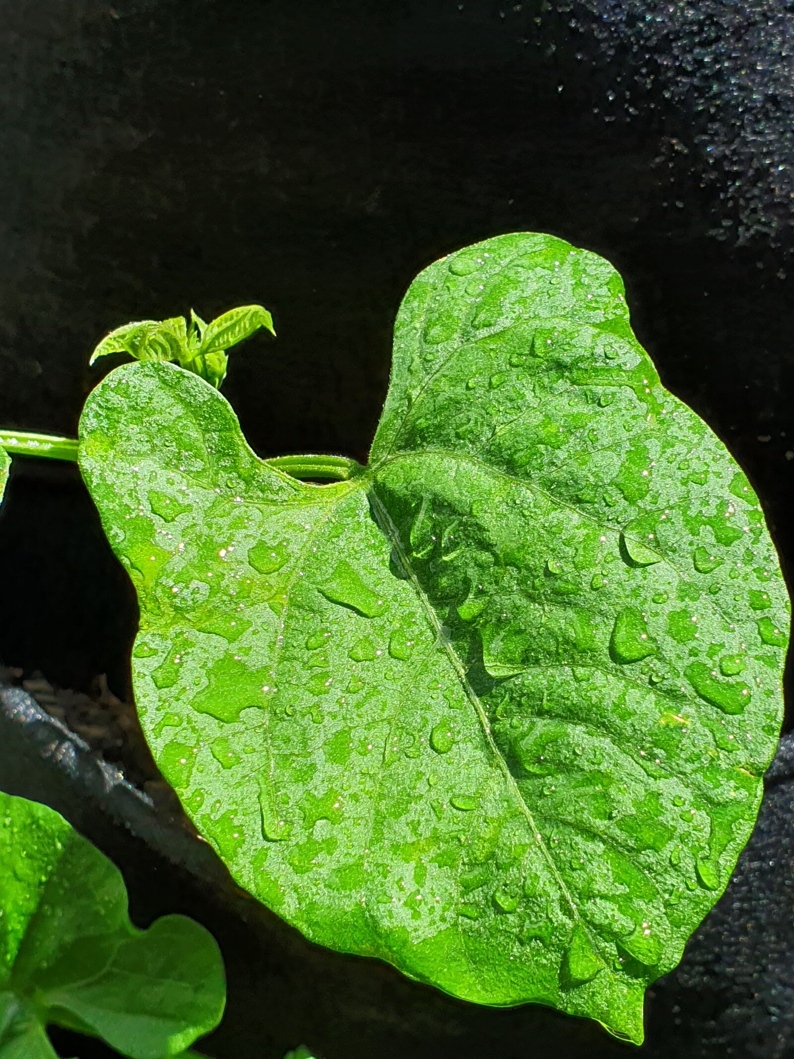 Samsung Galaxy S10 sample photo. Rain, foliage, green photography