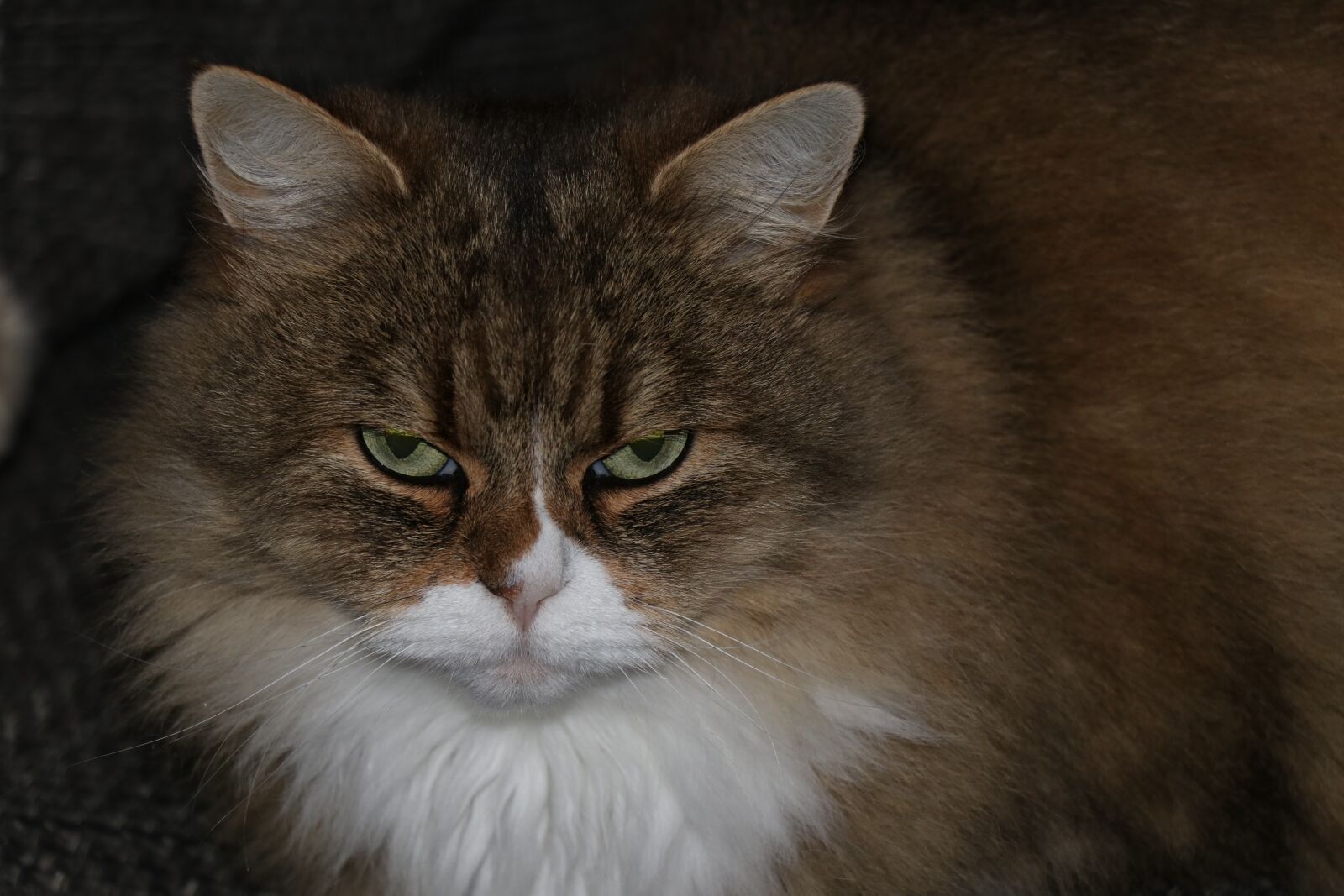 Canon EF-S 18-135mm F3.5-5.6 IS USM sample photo. Cats, cat, long hair photography