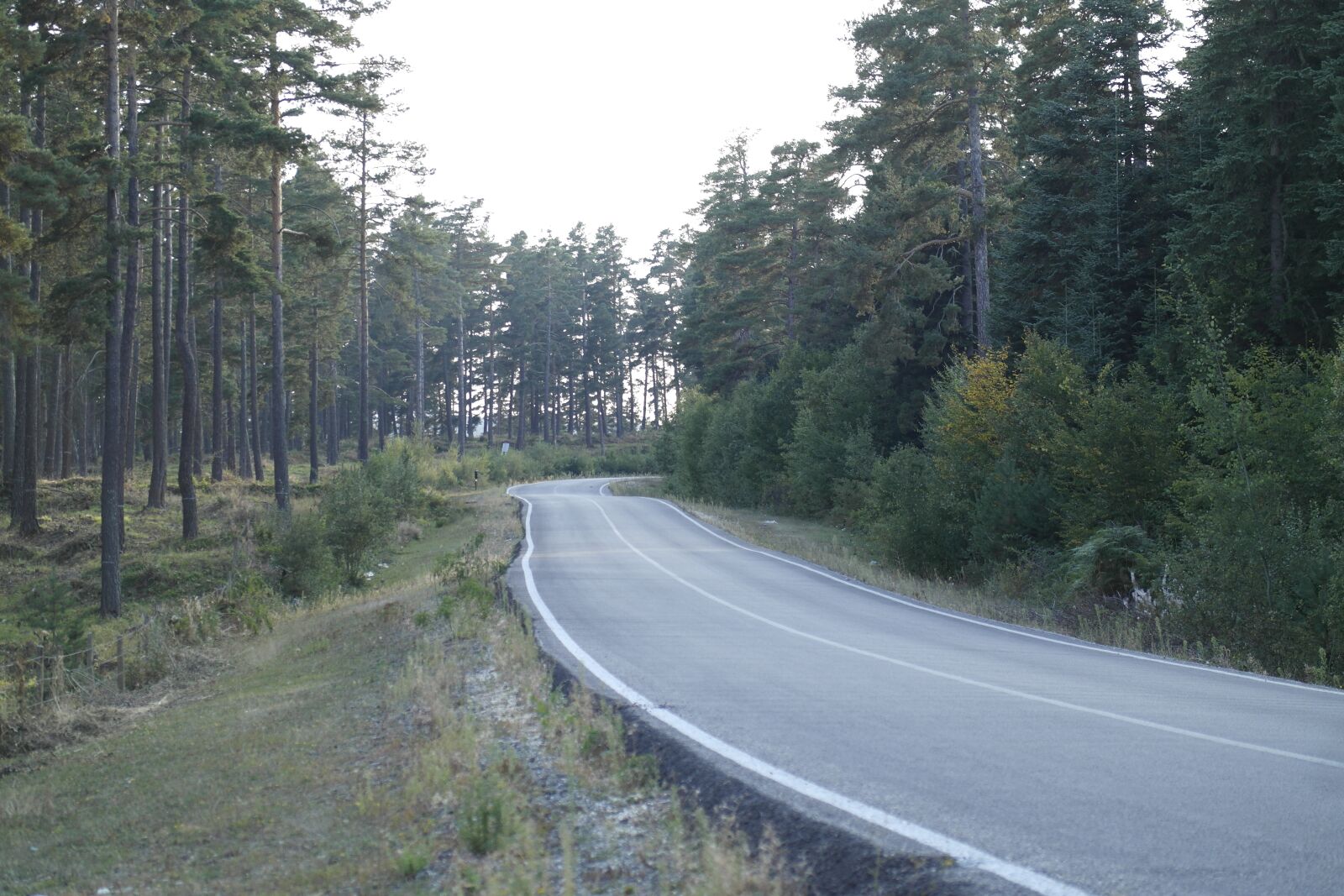 Samsung NX1000 sample photo. Road, tree, forest photography