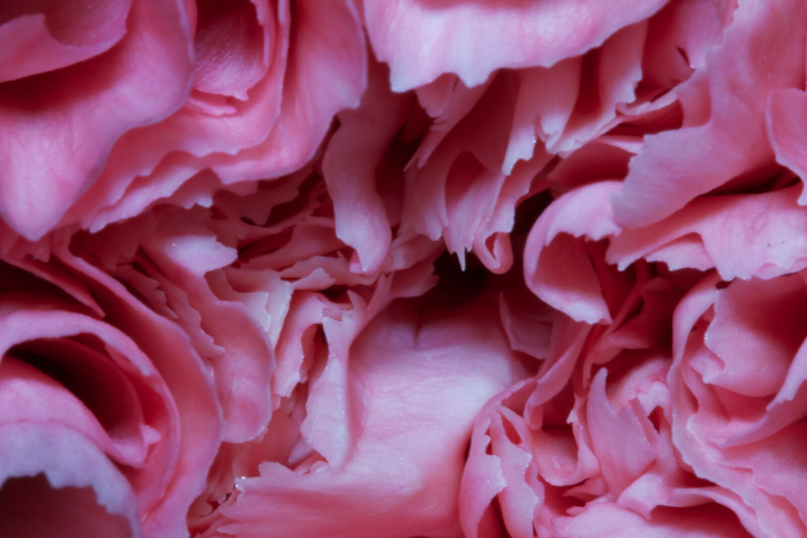 Canon EOS 7D sample photo. Macro, pink, flower photography