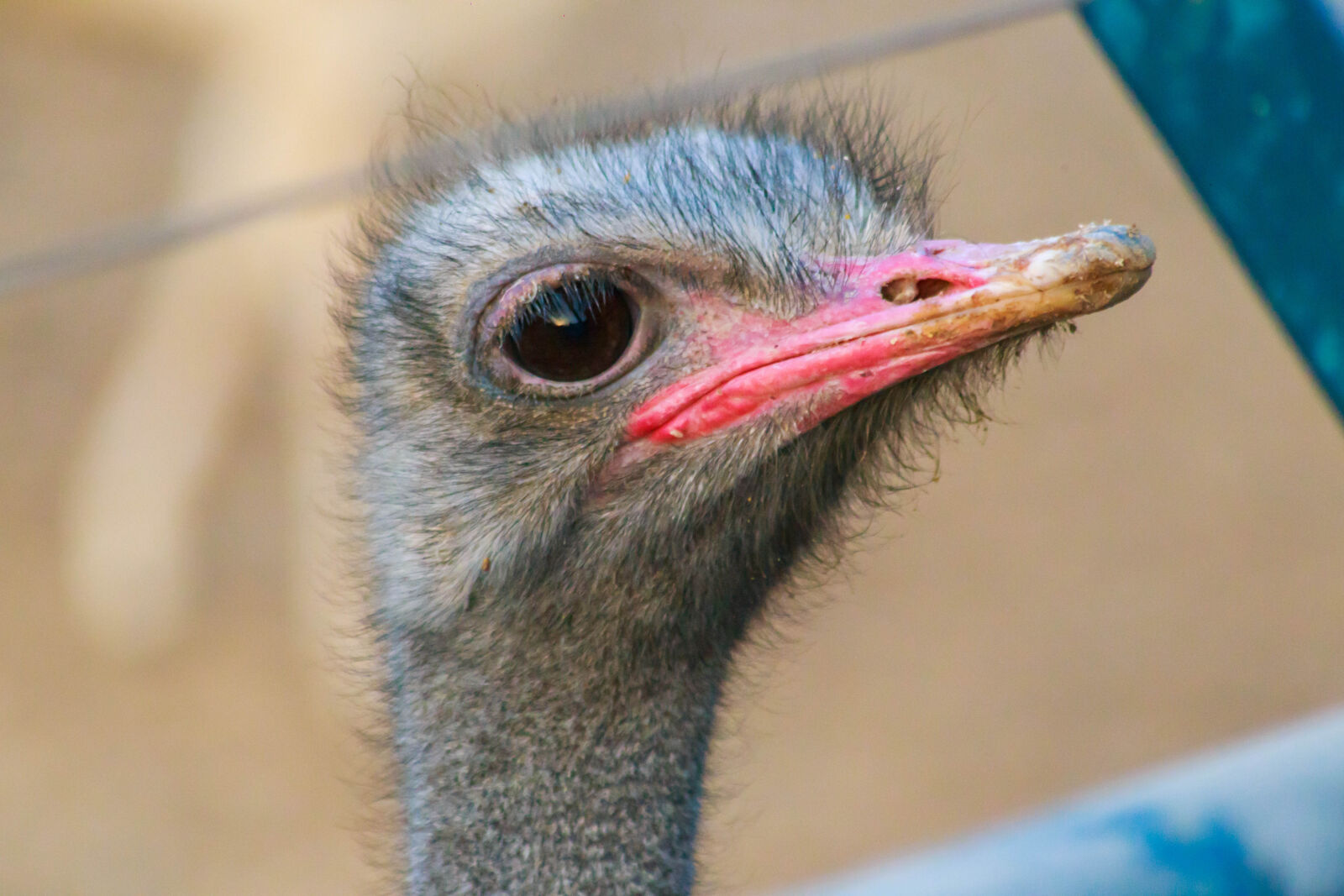 Sigma 70-300mm F4-5.6 DG OS sample photo