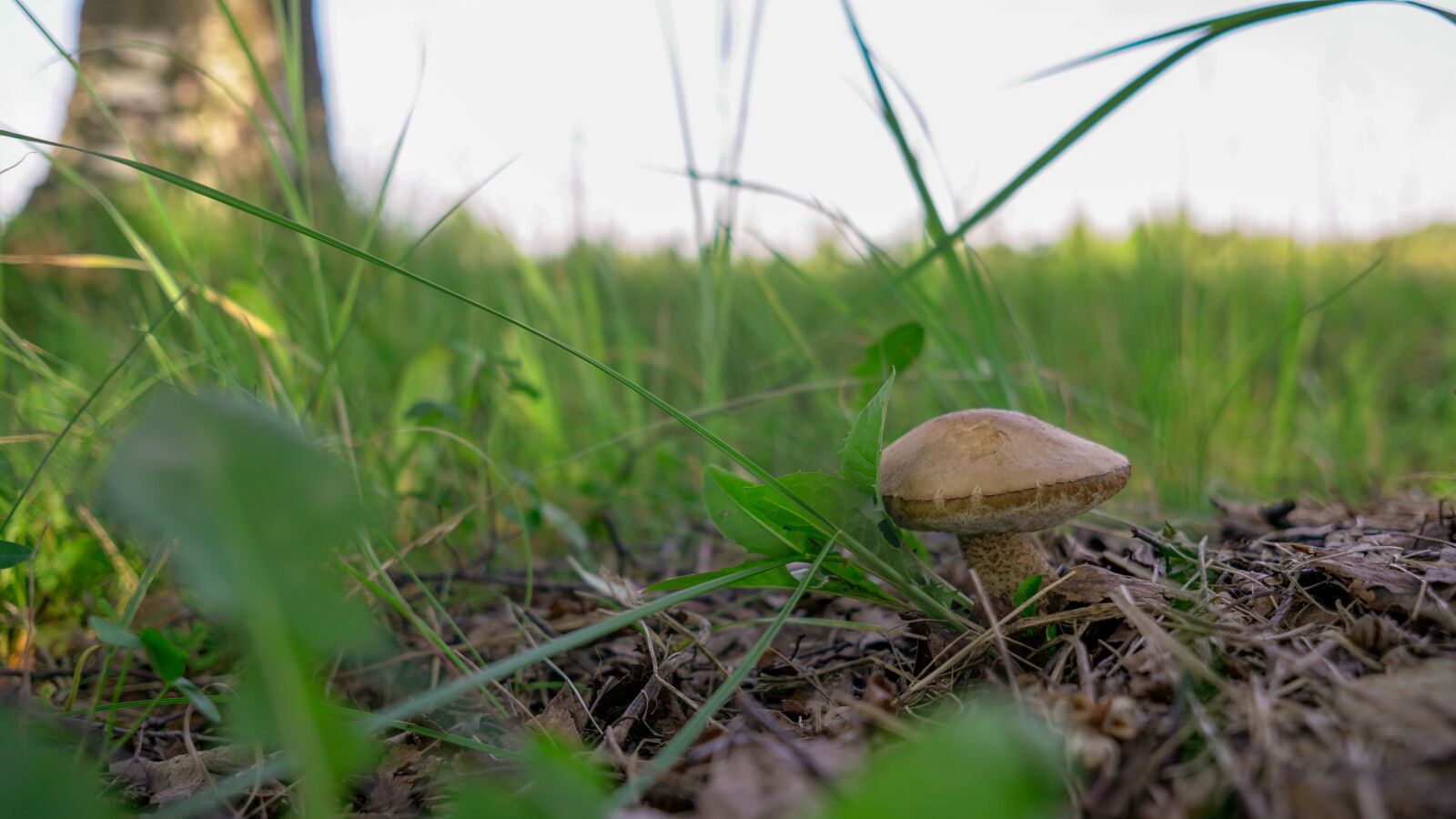 Sony a6500 + Sigma 19mm F2.8 EX DN sample photo. Mushroom, grass, mushrooms photography