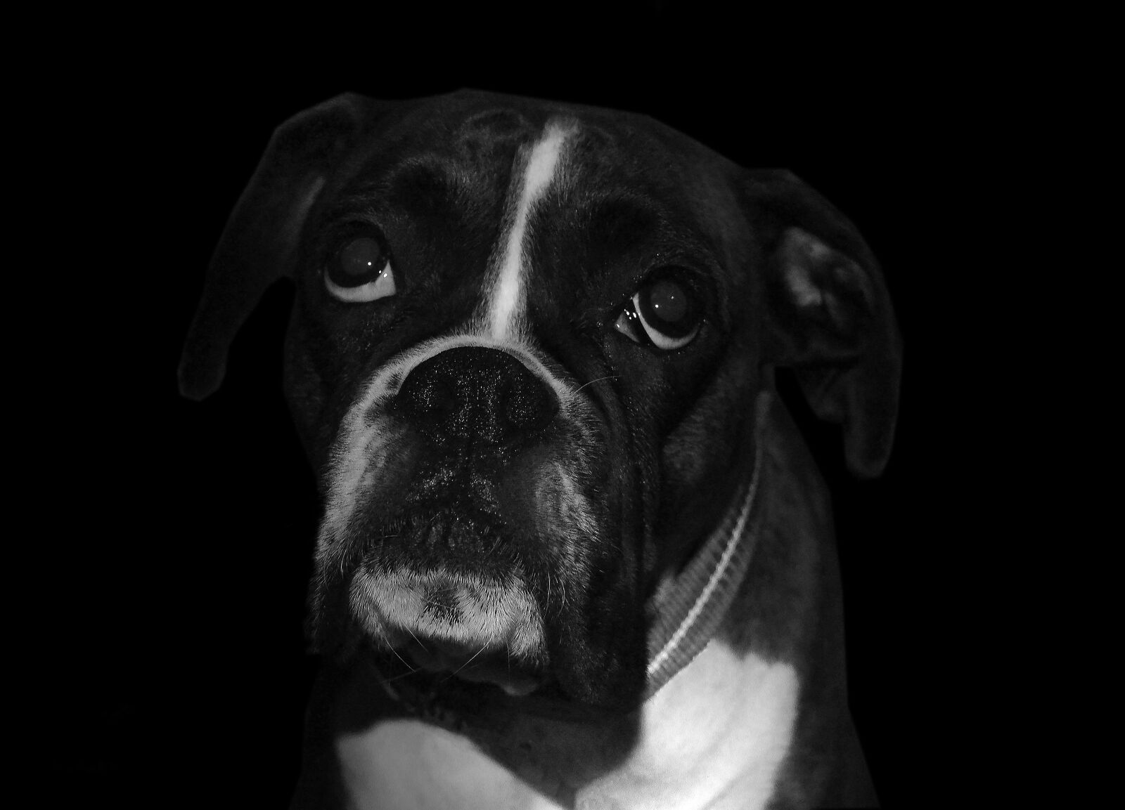 Nikon D5100 sample photo. Boxer, dog, sad photography