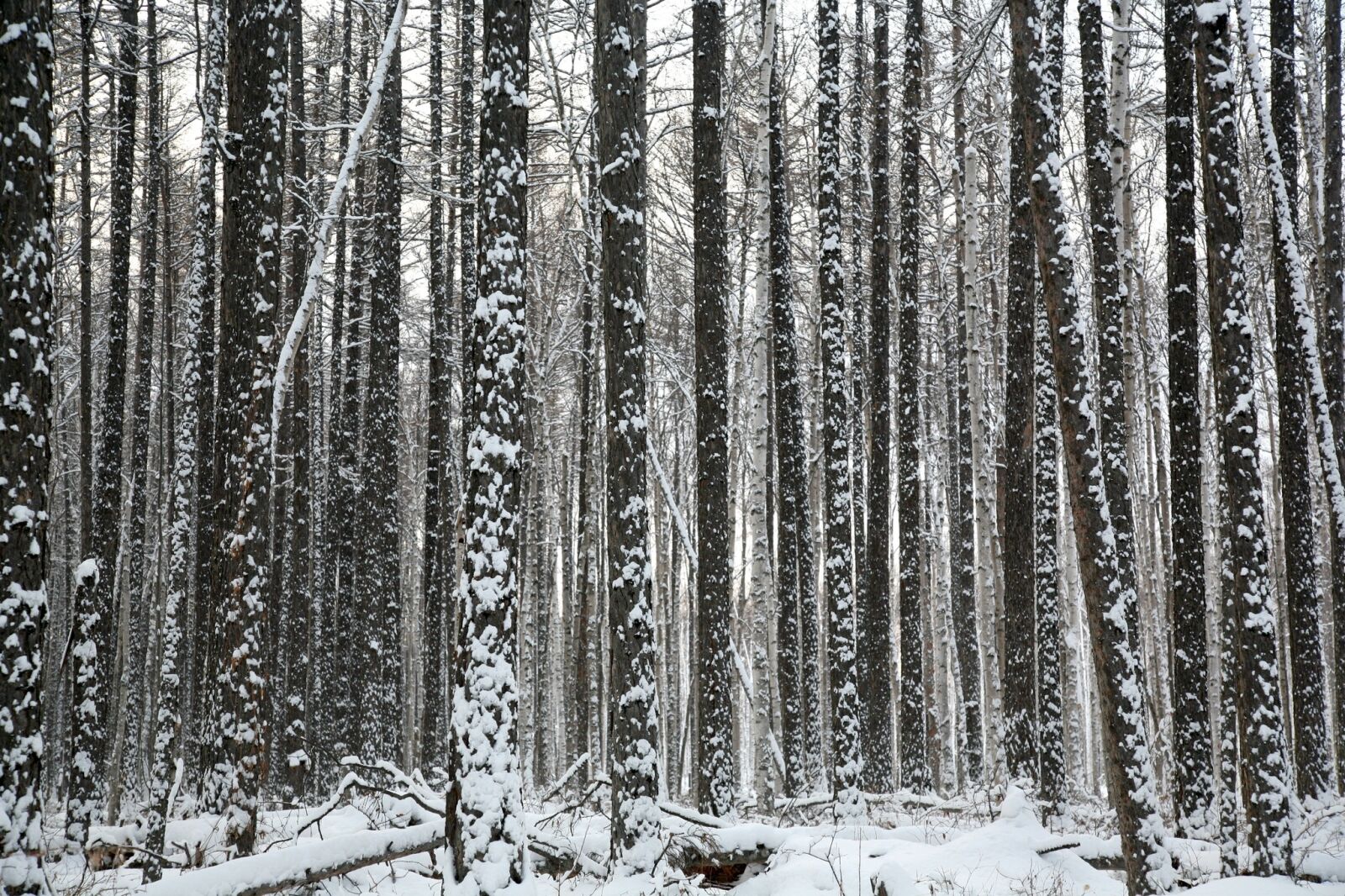 Canon EOS 5D sample photo. Forest, trees, pine photography