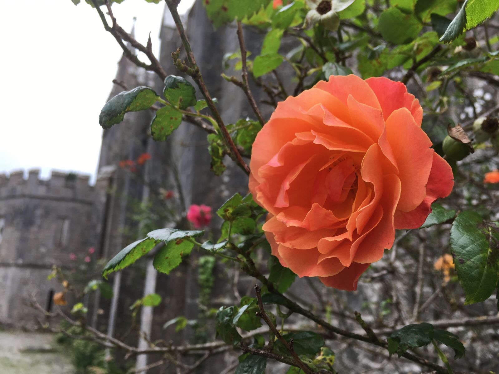 Apple iPhone 6s sample photo. Castle, flower, flowers, leaves photography