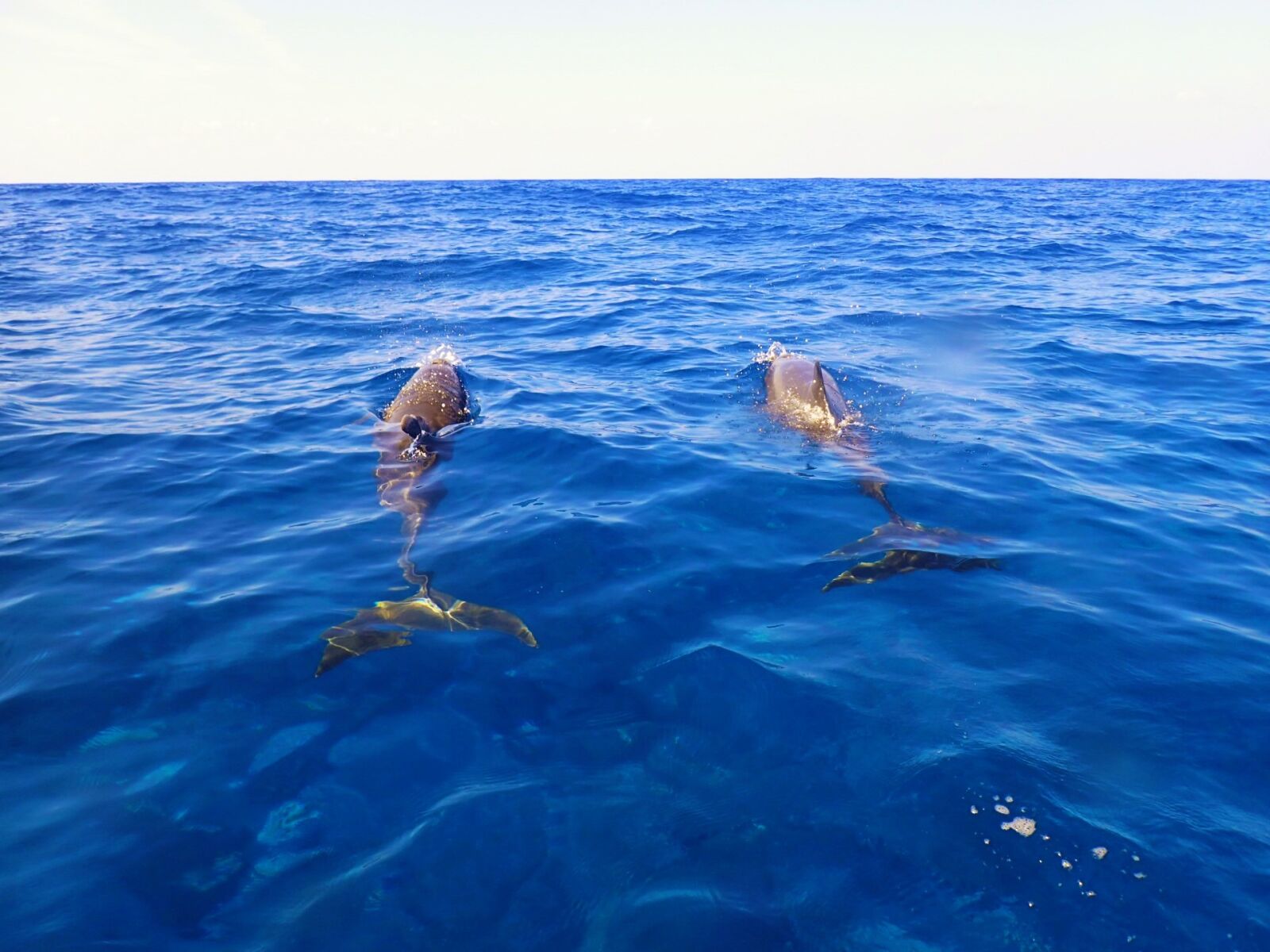 Olympus TG-4 sample photo. Sea, dolphin, blue photography