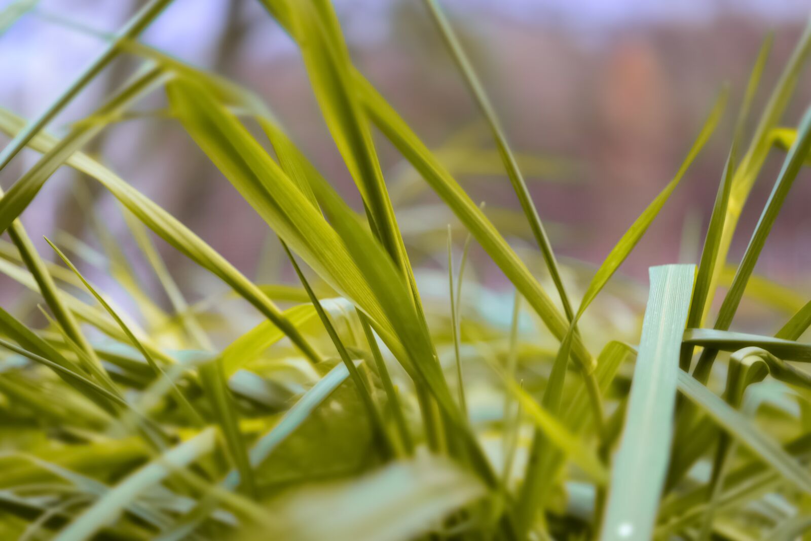 Nikon D5300 sample photo. Green, grass, macro, nature photography