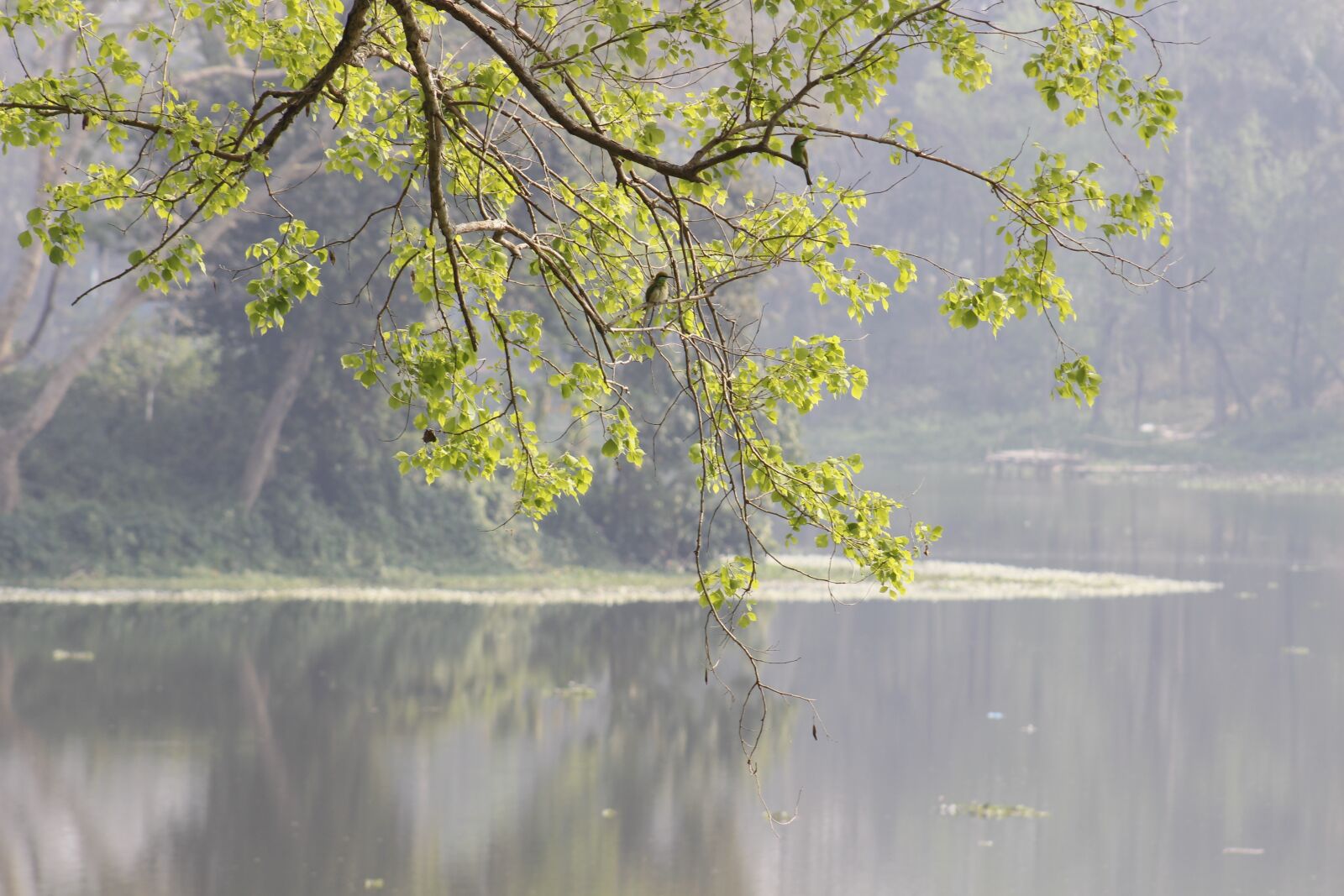 Canon EF75-300mm f/4-5.6 sample photo. Tree, nature, season photography
