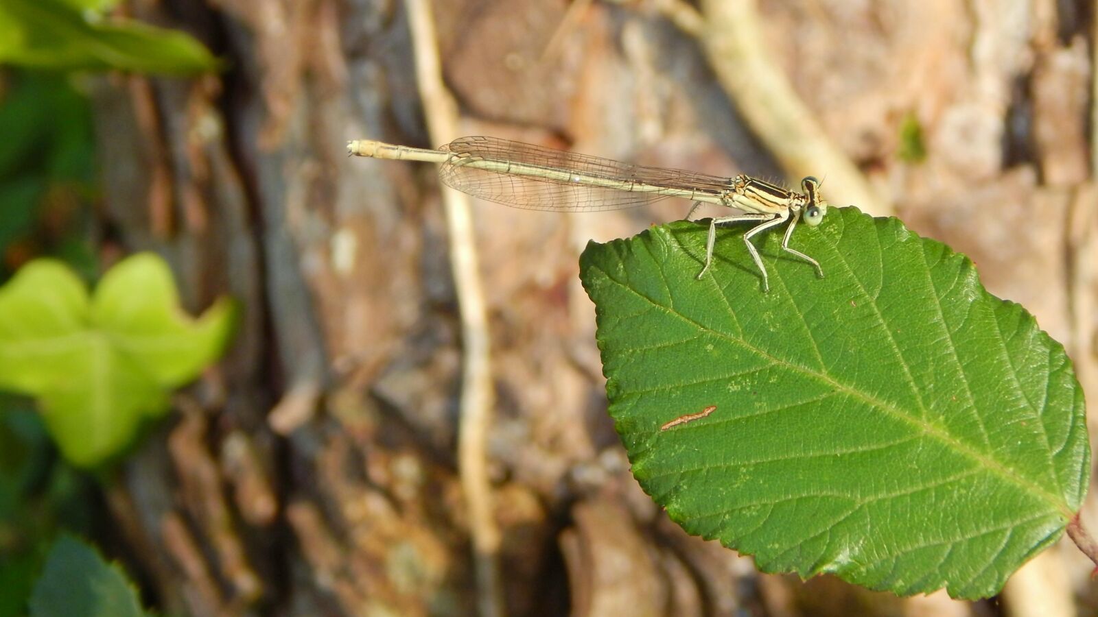 Nikon Coolpix L830 sample photo. Dragonfly, leaf, nature photography
