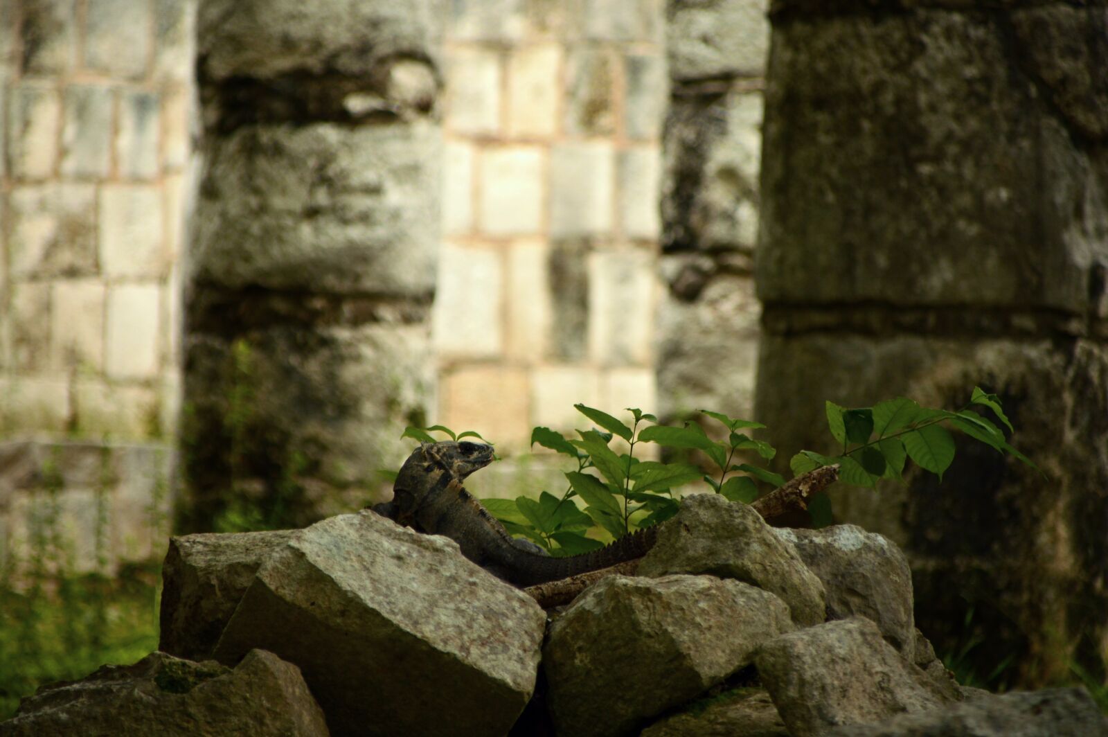 Nikon D3200 sample photo. Lizard, pyramids, maya photography