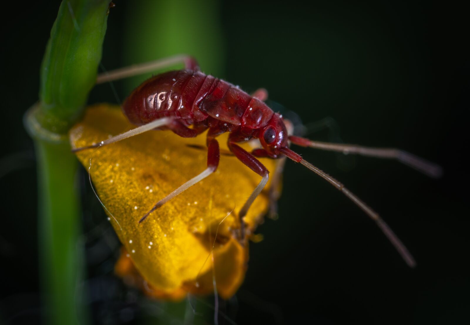 Sony a7R II sample photo. Macro, insect, flower photography