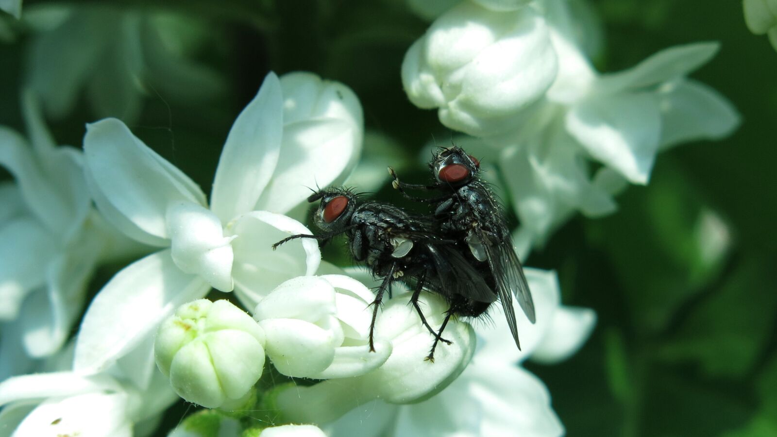 Canon PowerShot G15 sample photo. Flying, nature, flower photography