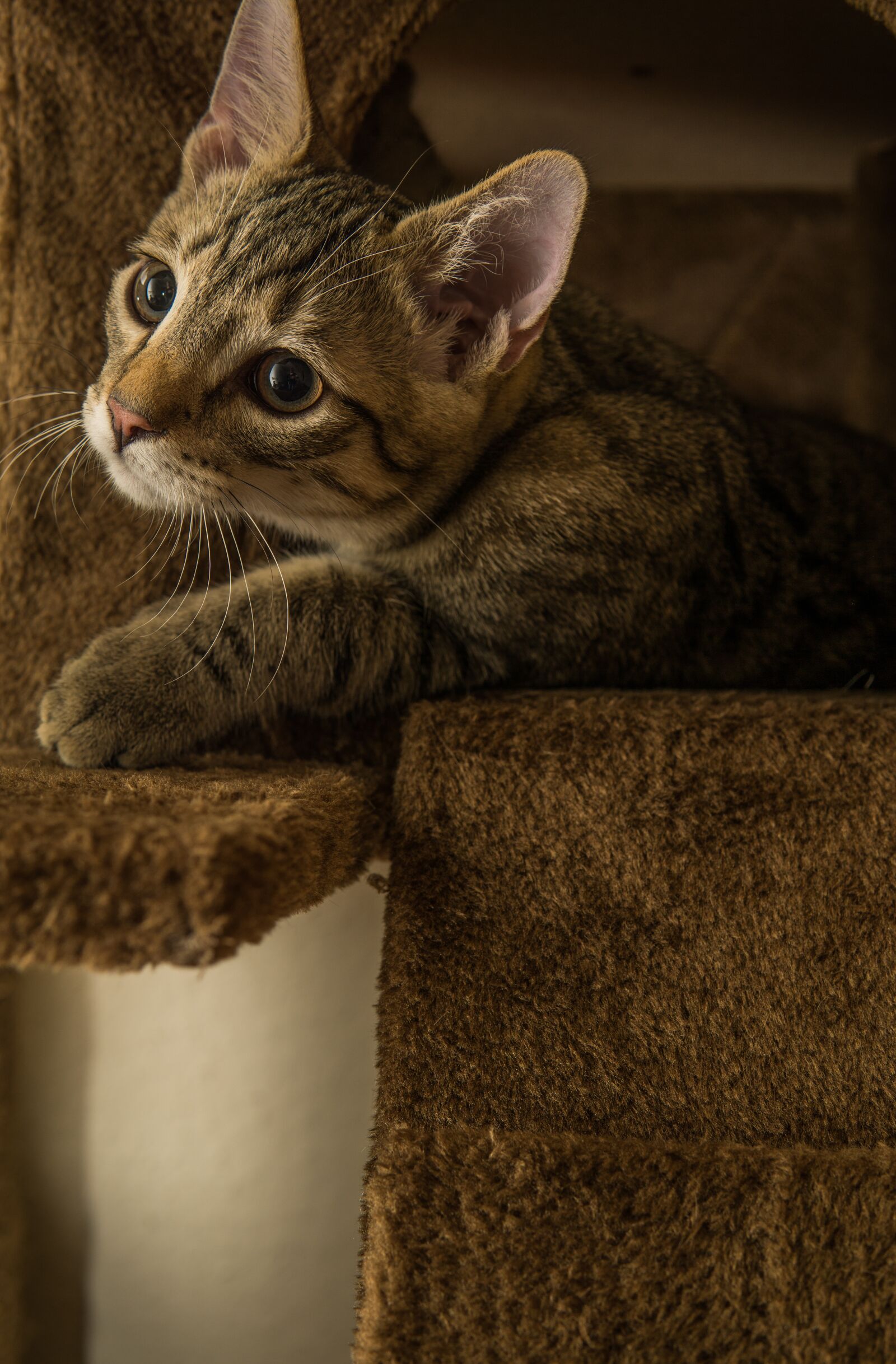 30mm F1.4 DC DN | Contemporary 016 sample photo. Cat, small, mackerel photography