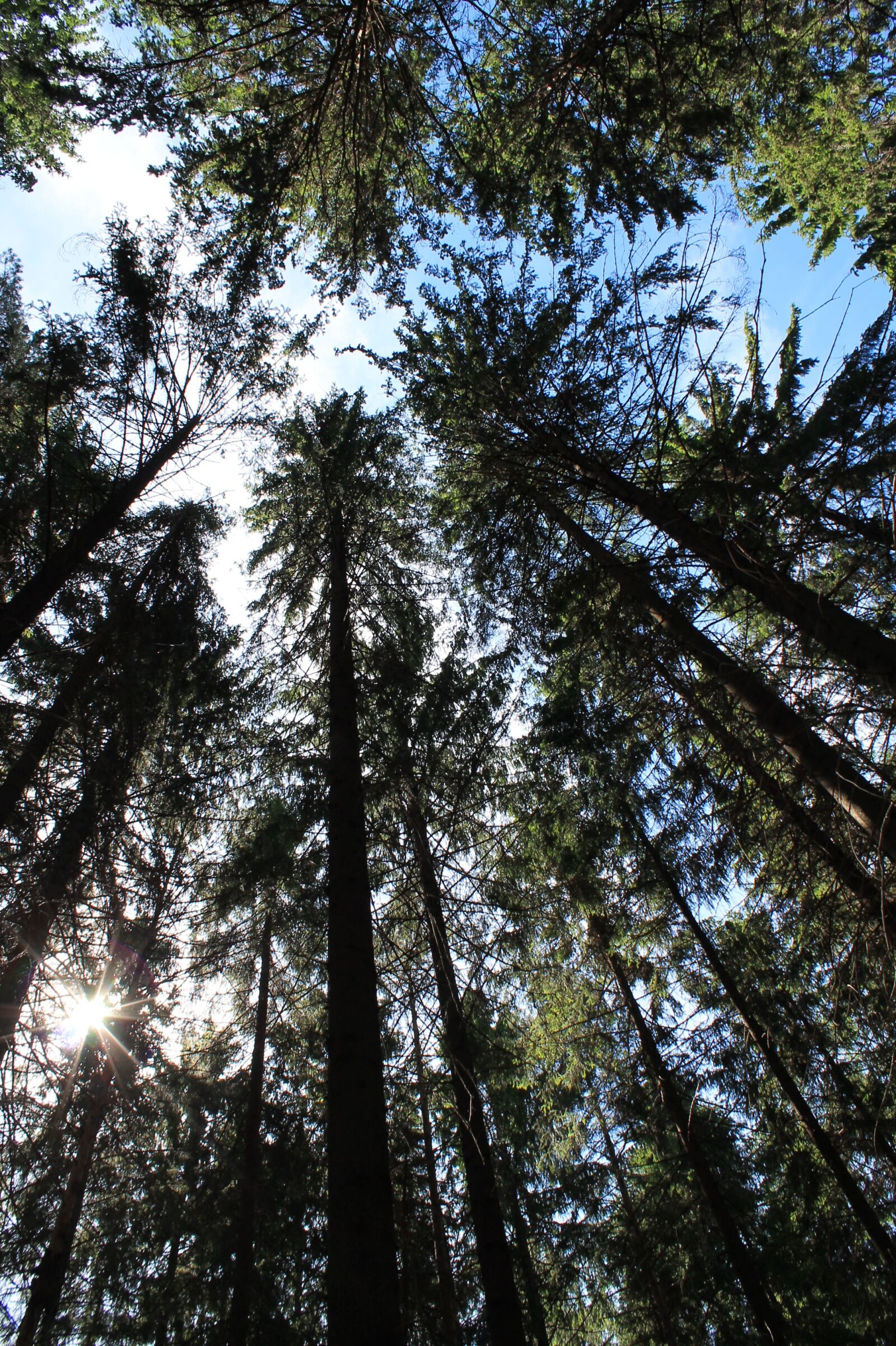 Canon EOS 1100D (EOS Rebel T3 / EOS Kiss X50) sample photo. Forest, sky, tip photography