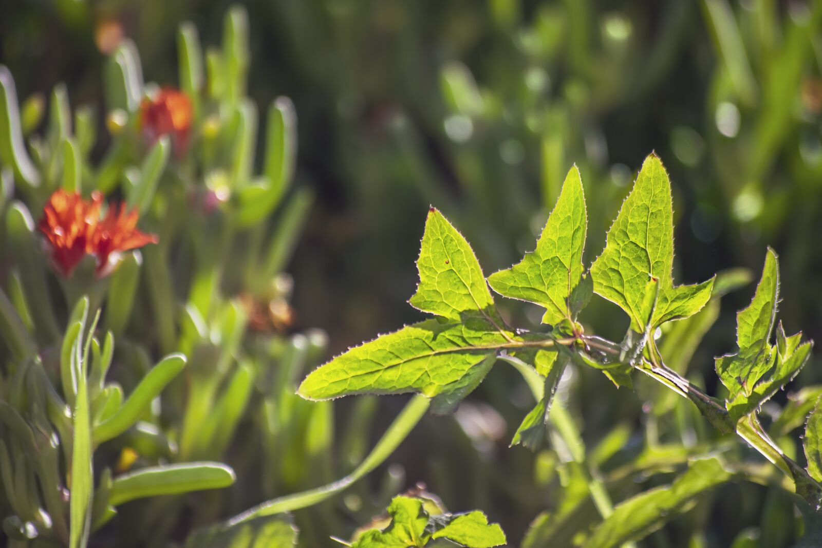Nikon D3300 sample photo. Plants, backlight, grass photography