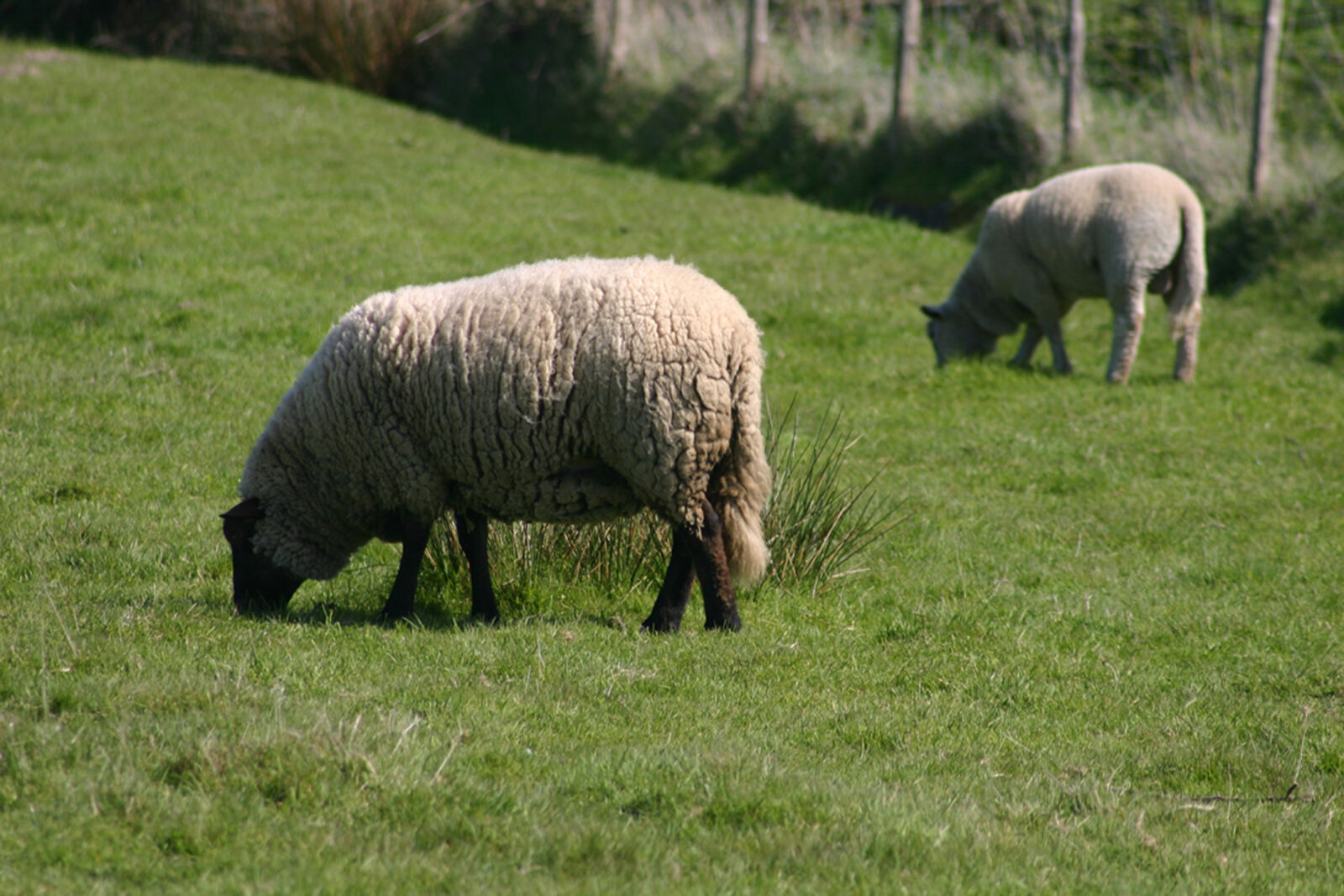 Canon EOS 300D (EOS Digital Rebel / EOS Kiss Digital) sample photo. Moutons photography