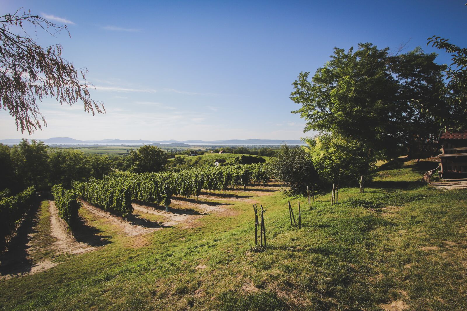 Canon EF-S 10-22mm F3.5-4.5 USM sample photo. Lake balaton, summer, wine photography