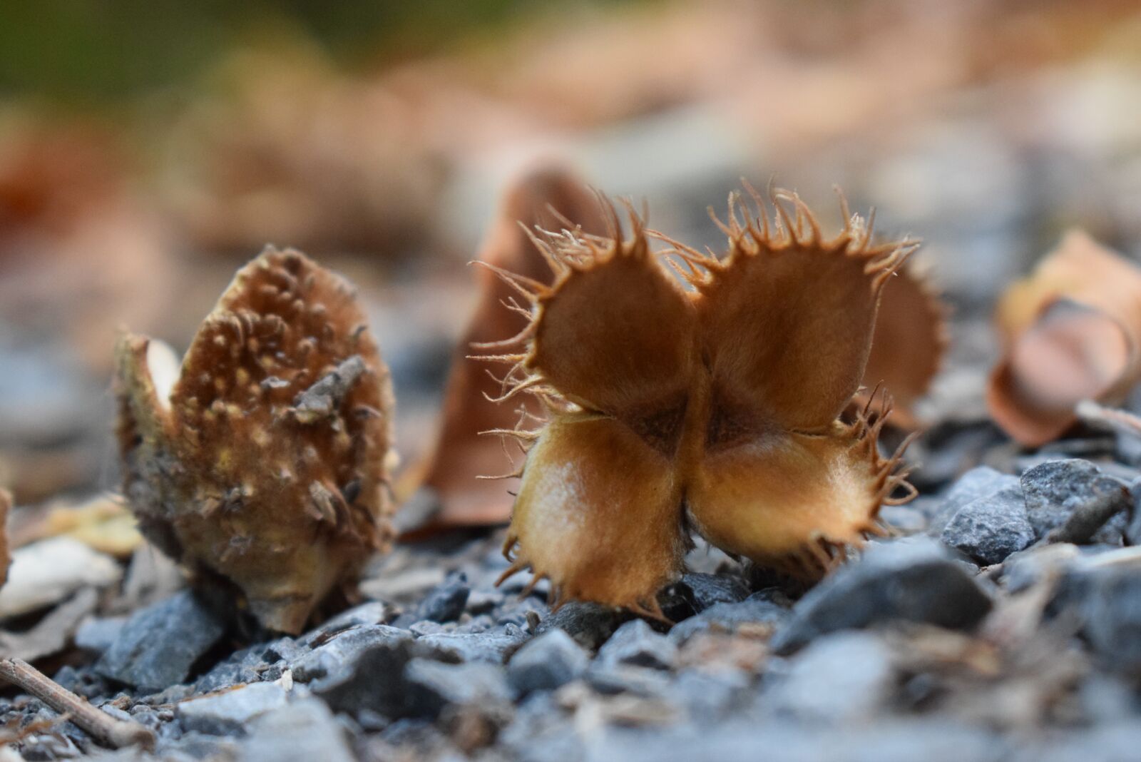 Nikon D5300 sample photo. Beech nuts, seeds, beech photography