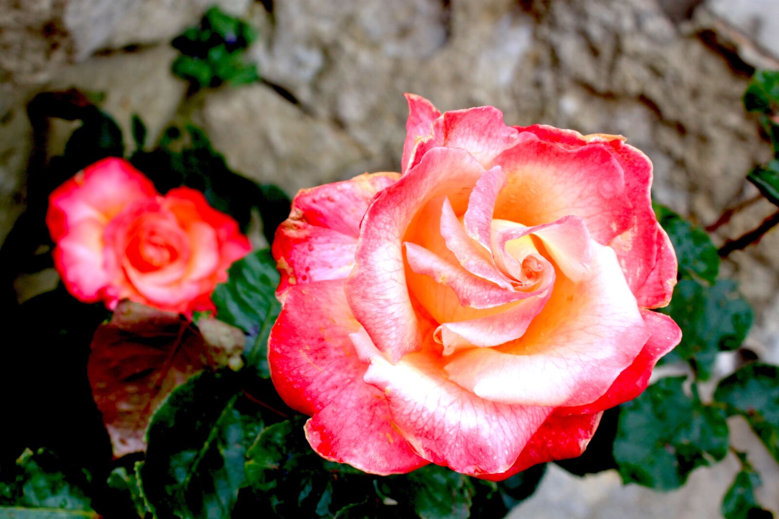 Canon EOS 500D (EOS Rebel T1i / EOS Kiss X3) sample photo. Rose, flower, floral photography