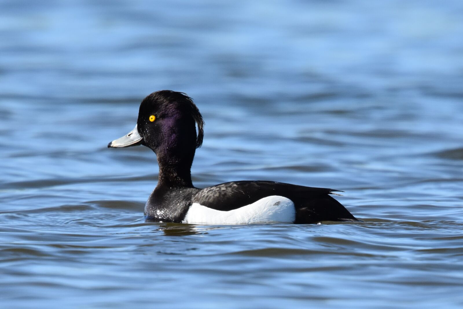 Nikon D7200 sample photo. Birds, ducks, wildlife photography