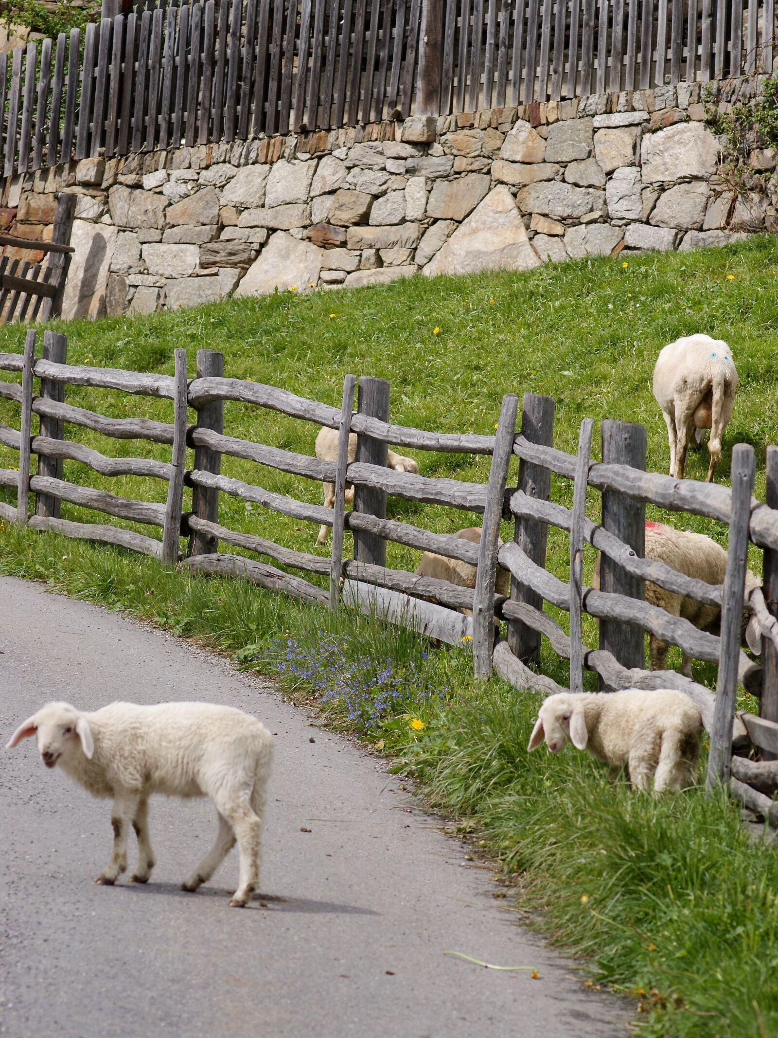Sony Alpha DSLR-A350 sample photo. Sheep, lambs, playful photography