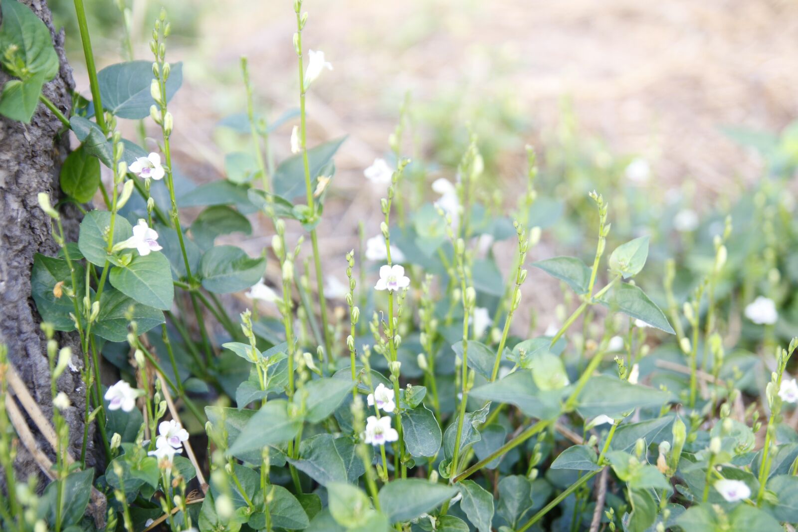 Canon EOS 50D sample photo. Flower, garden, plant photography