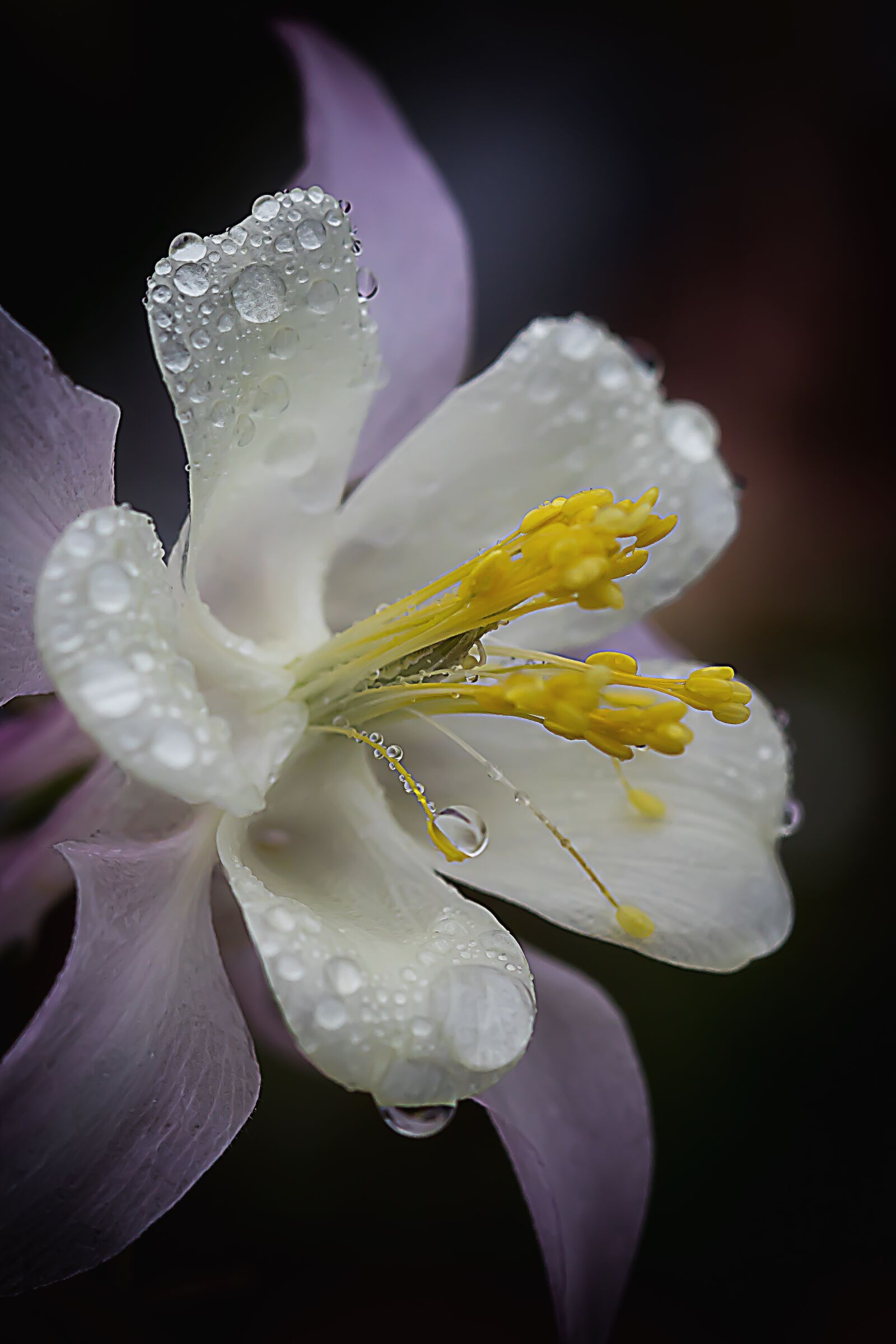 Canon EOS 7D Mark II sample photo. Columbine, drip, raindrop photography