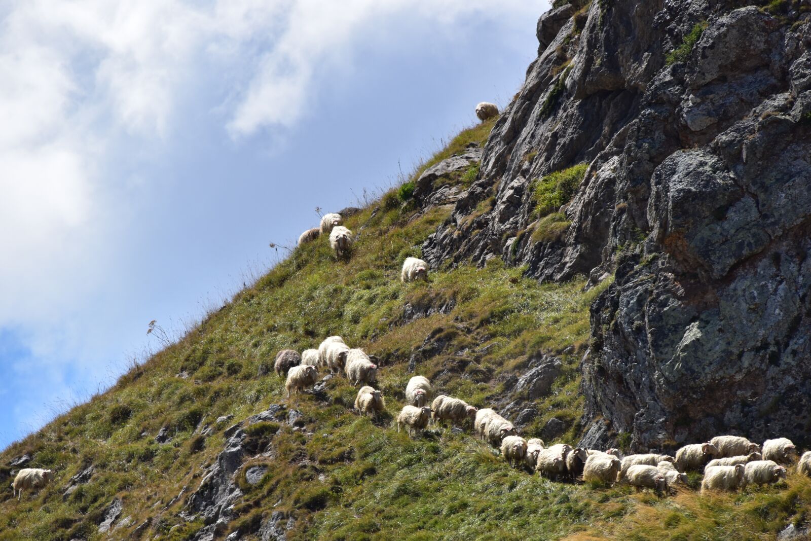 Nikon D5500 sample photo. Sheep, herd, pyr n photography