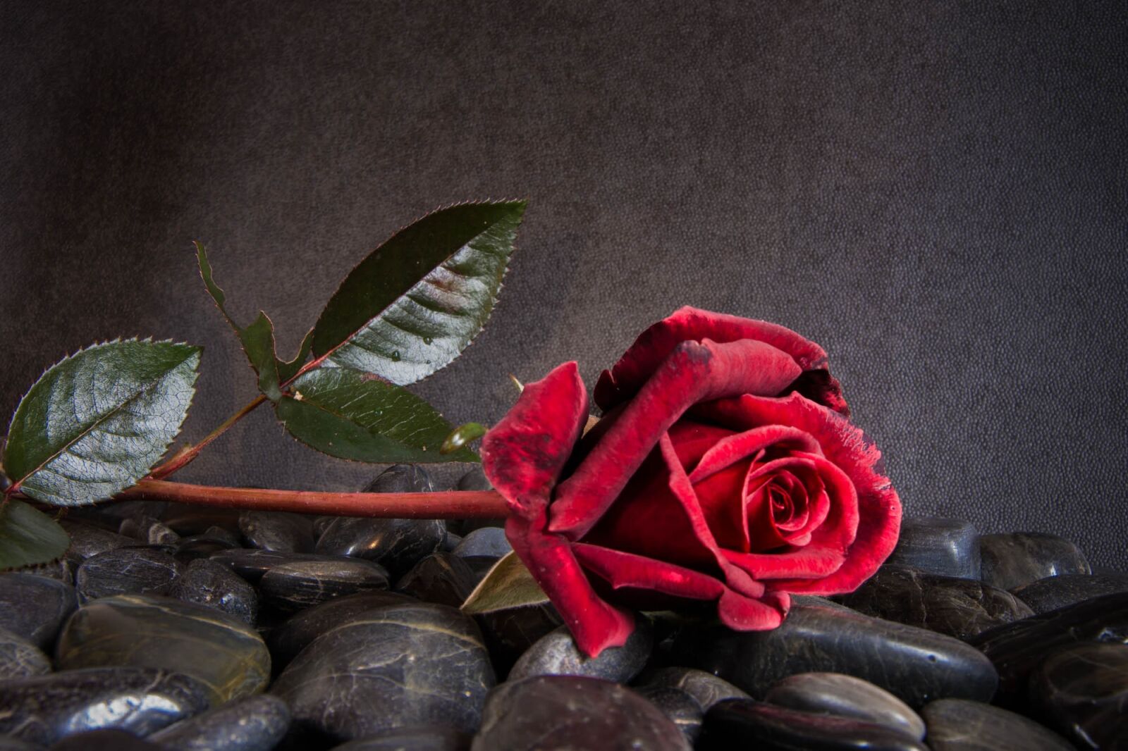 Nikon D7200 sample photo. Pink, flower, red photography