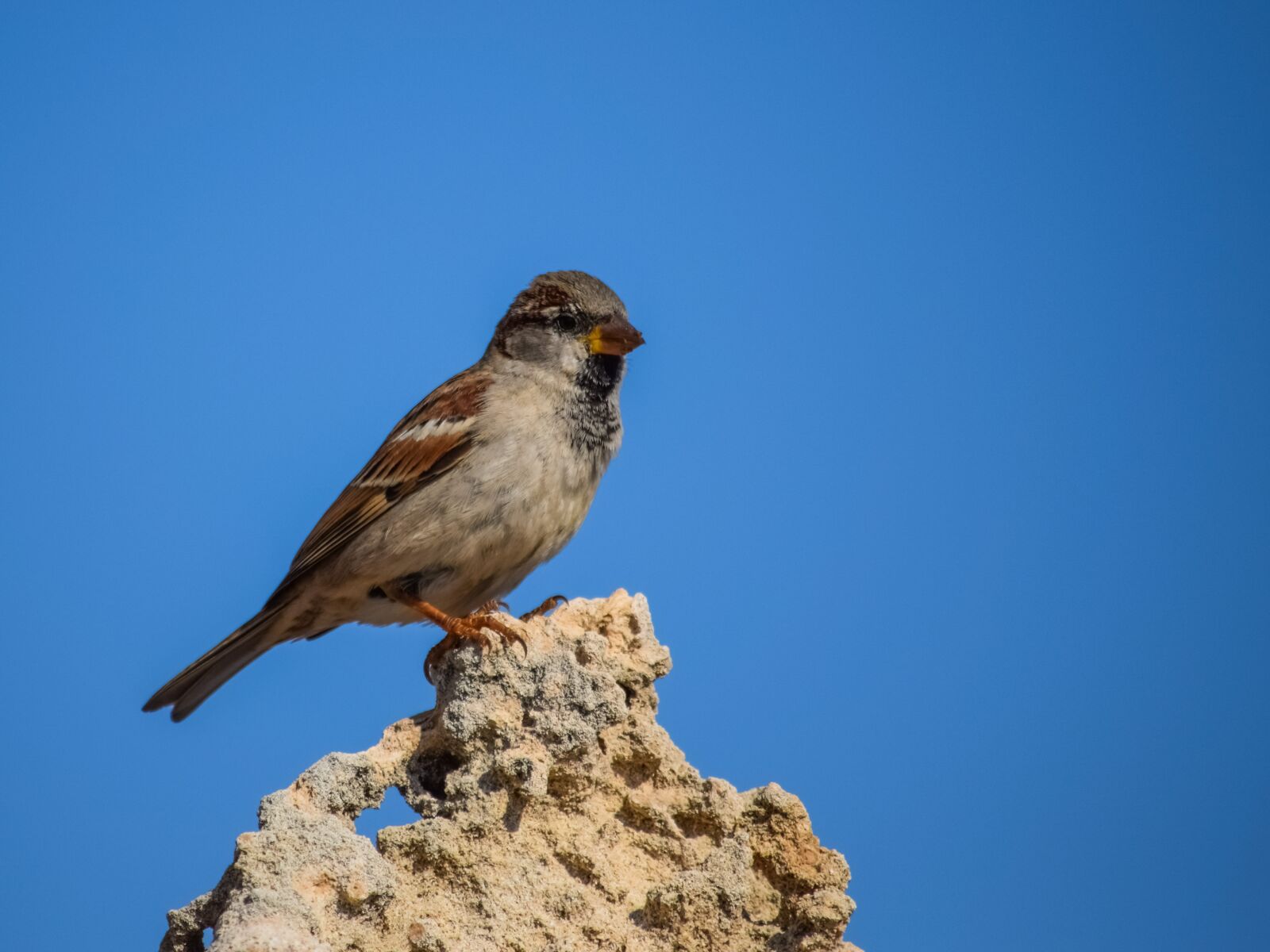Nikon D3300 sample photo. Sparrow, bird, nature photography