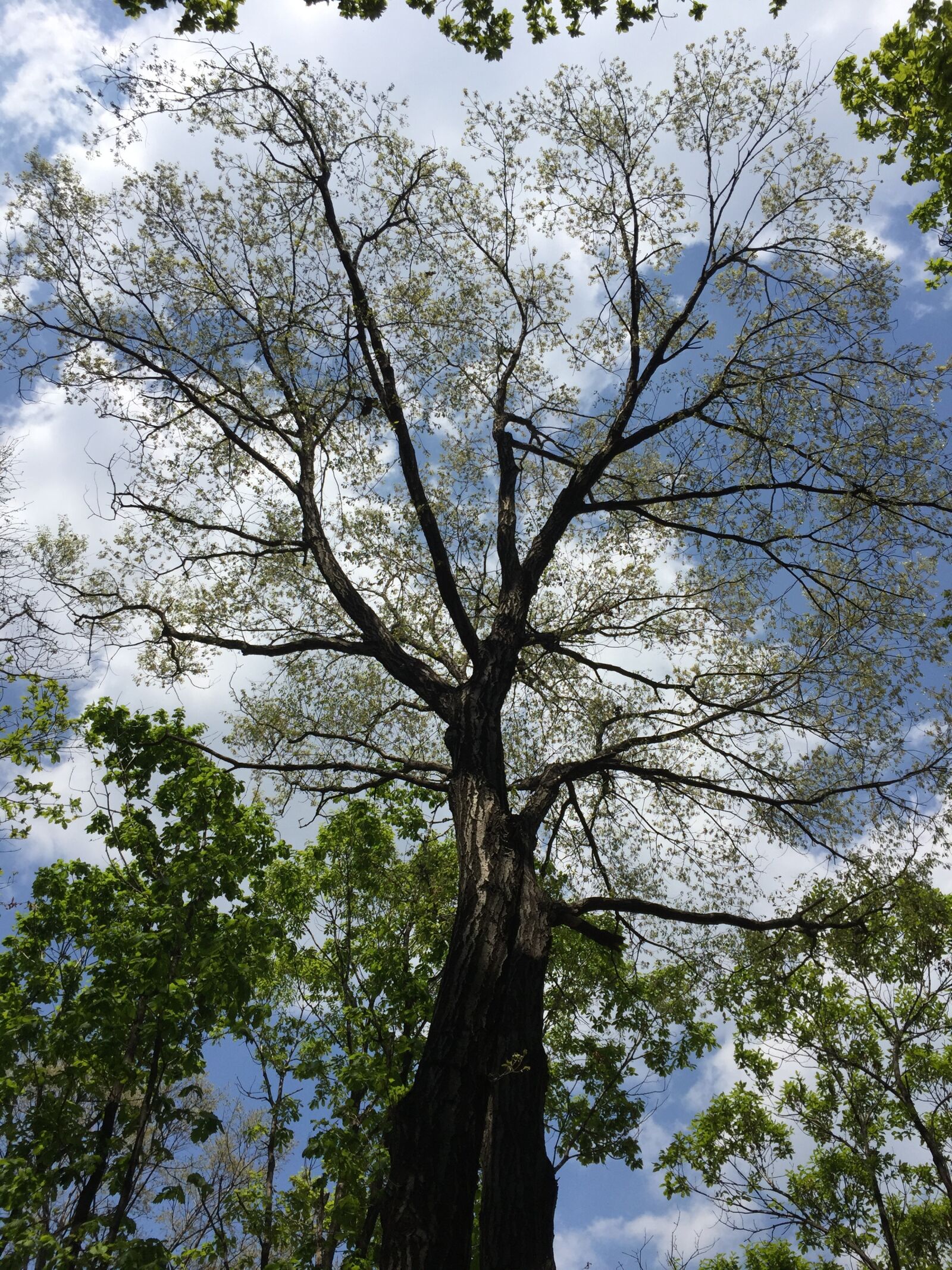 Apple iPhone 6 sample photo. Wood, sky, landscape photography