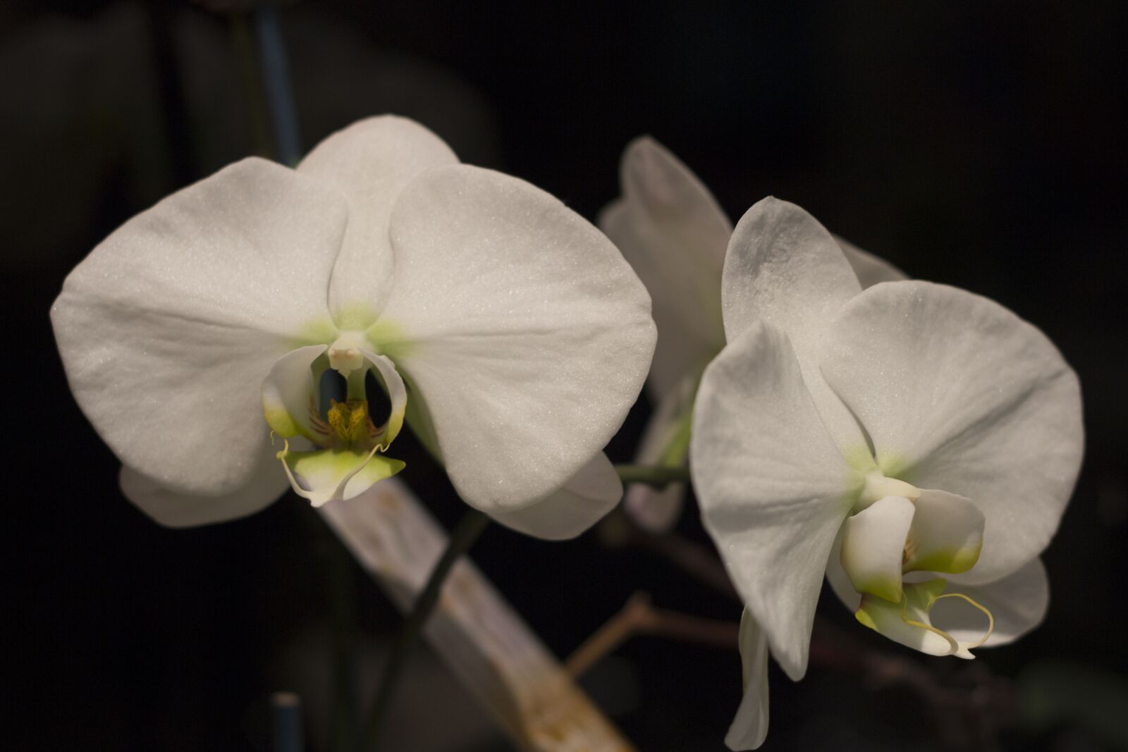 Canon EOS 700D (EOS Rebel T5i / EOS Kiss X7i) + Canon EF 50mm F1.8 II sample photo. Flower, orchid, exotic photography