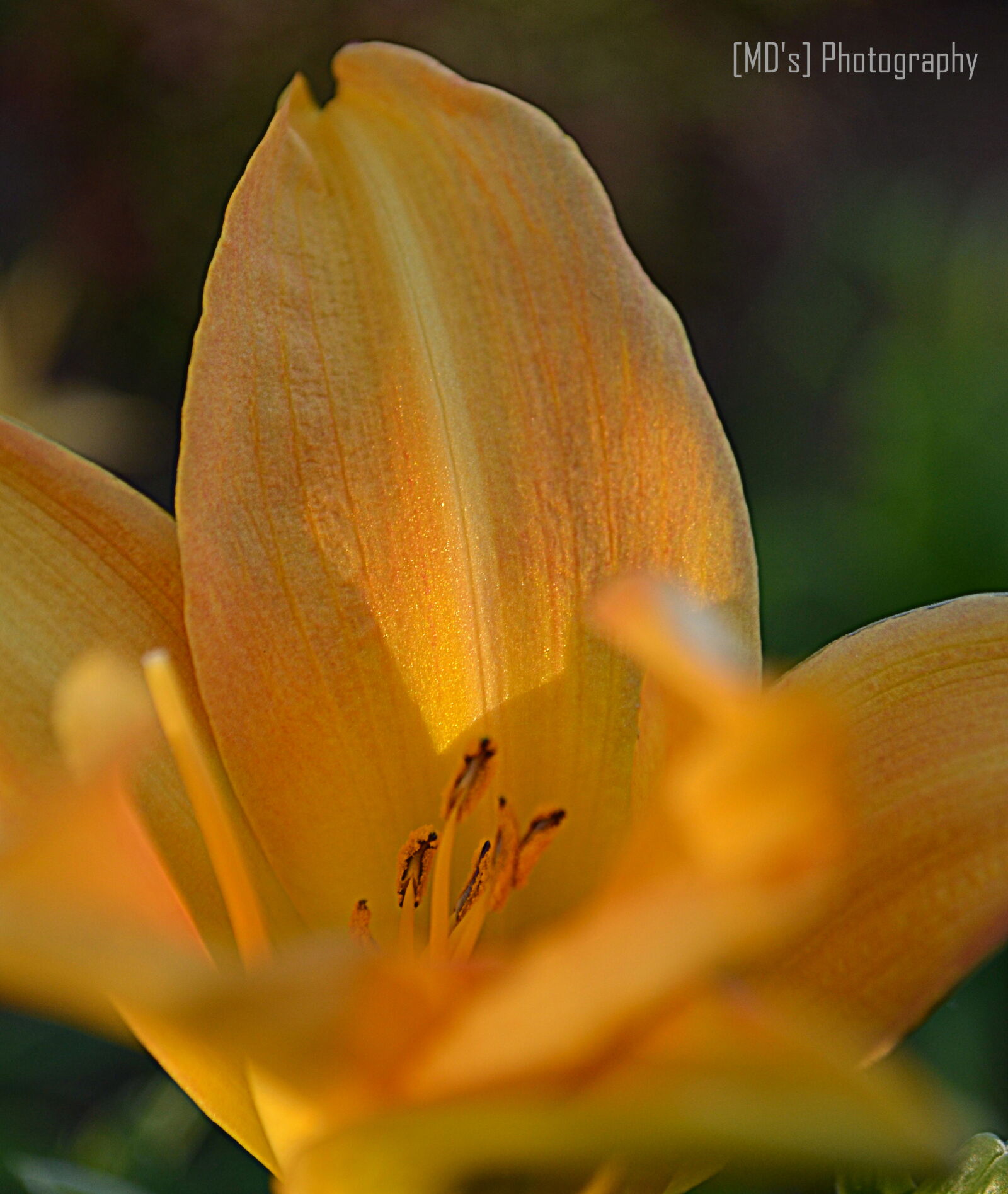 Nikon D5100 sample photo