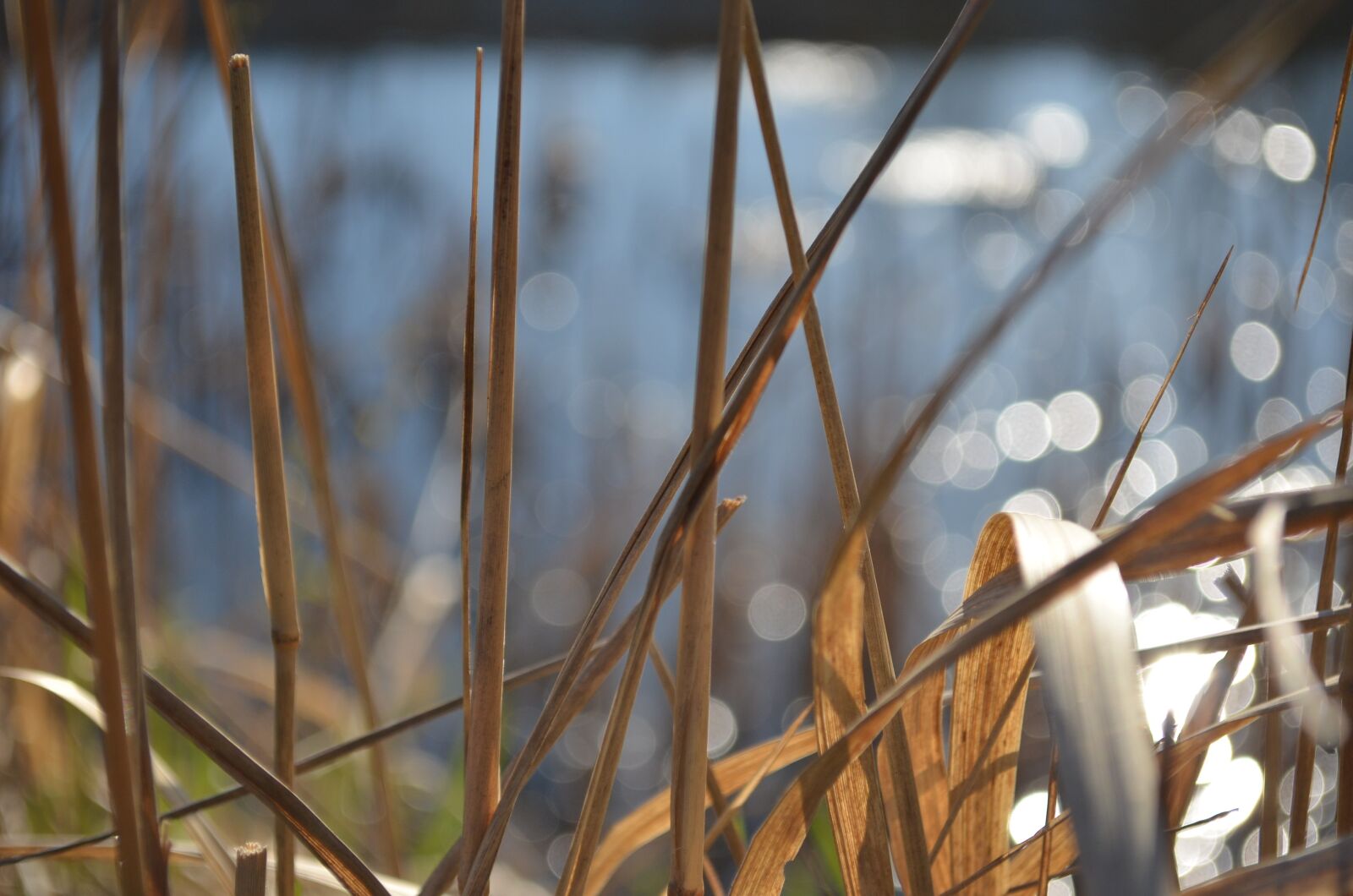 Nikon D5100 sample photo. Water, grass, spring photography